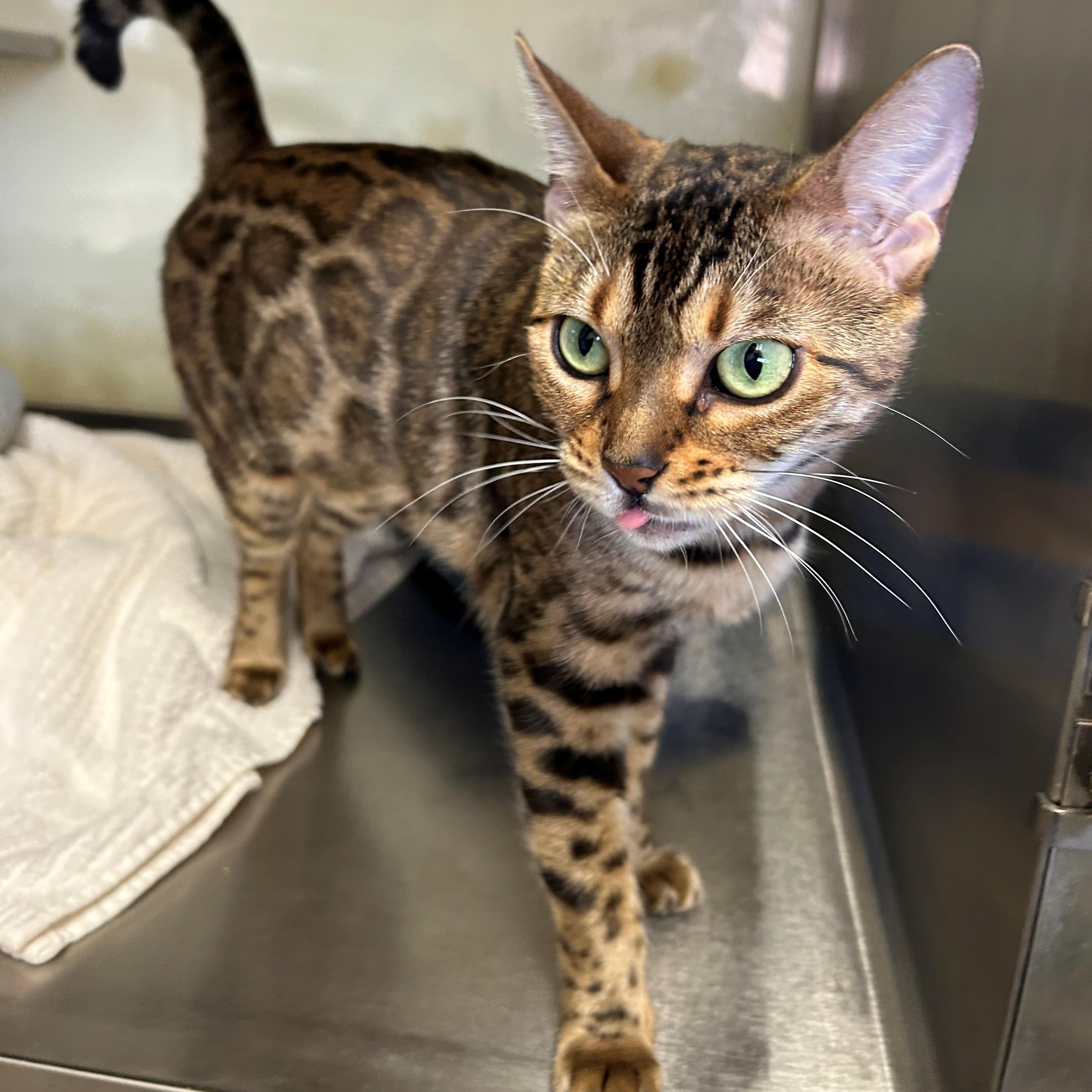 Enlarge Leilani, a Adoptable mixed breed in Margate, FL image 1/1