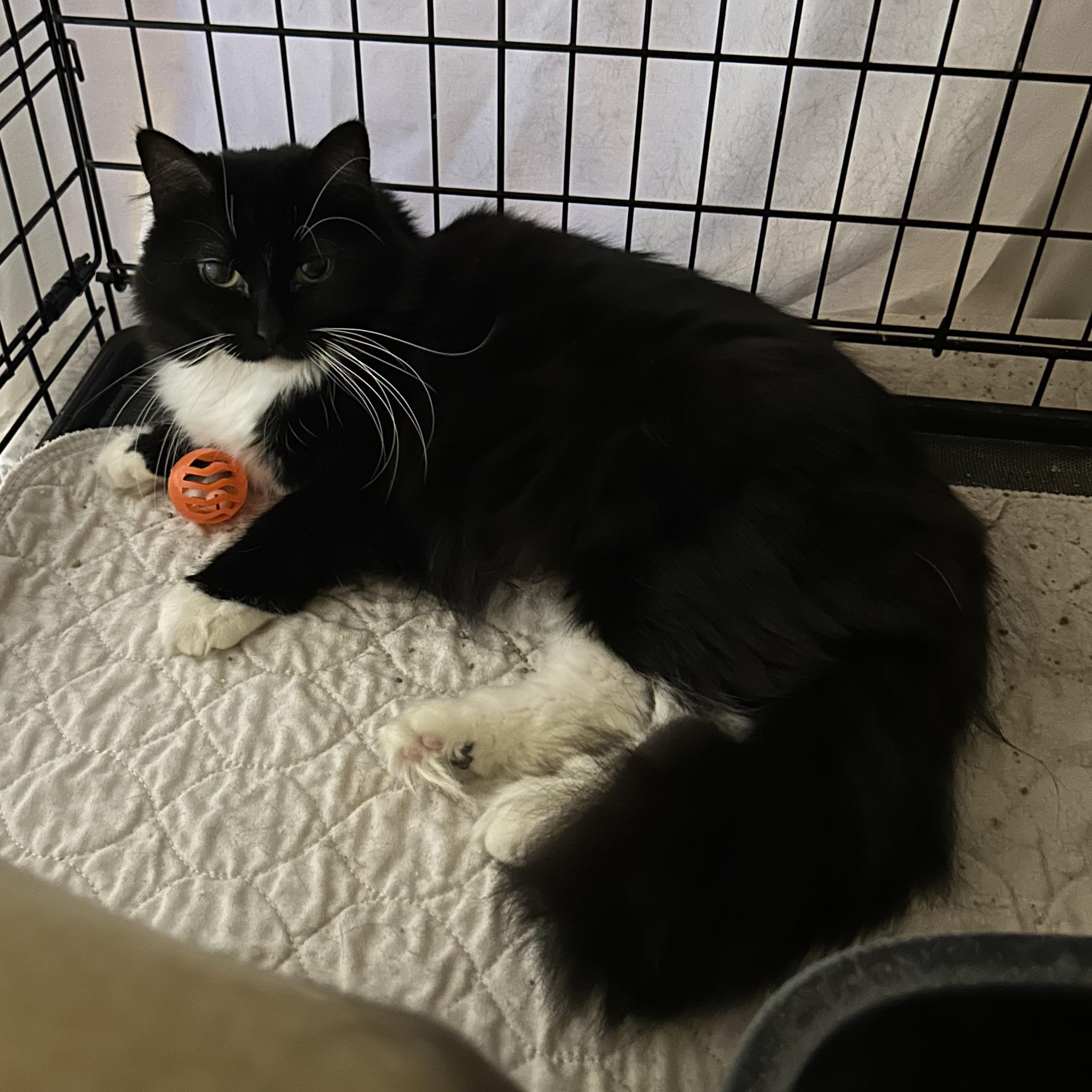 Daisy Mae, Adult Female unknown