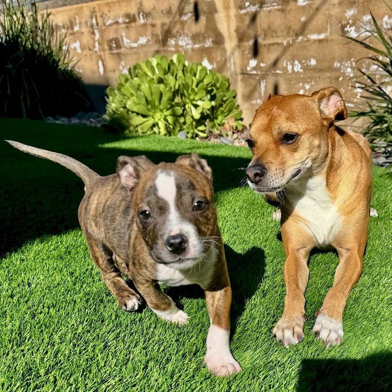 Enlarge Benji, a Adoptable Boxer in San Juan Capistrano, CA image 1/3