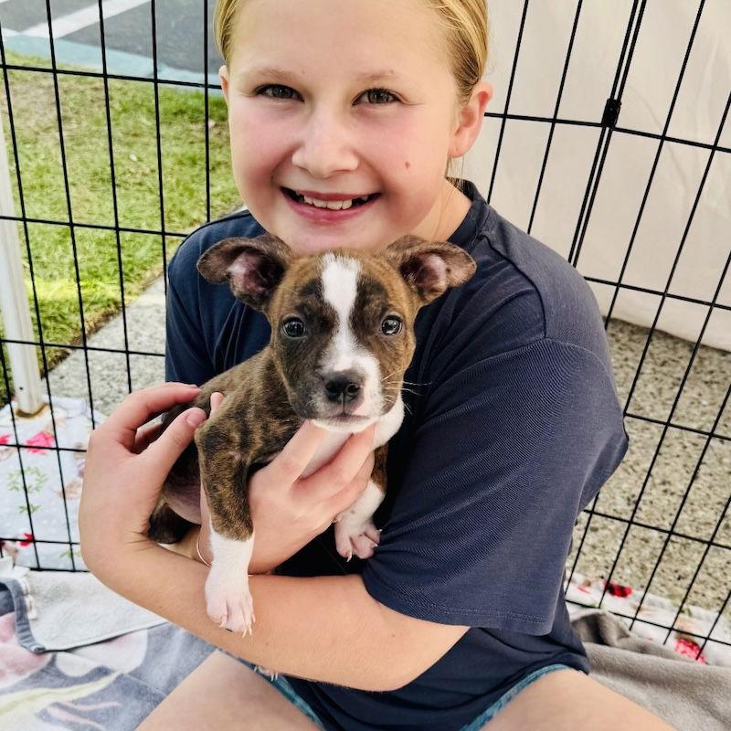 Enlarge Benji, a Adoptable Boxer in San Juan Capistrano, CA image 2/3