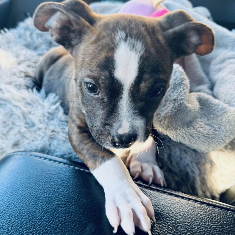 Enlarge Benji, a Adoptable Boxer in San Juan Capistrano, CA image 3/3