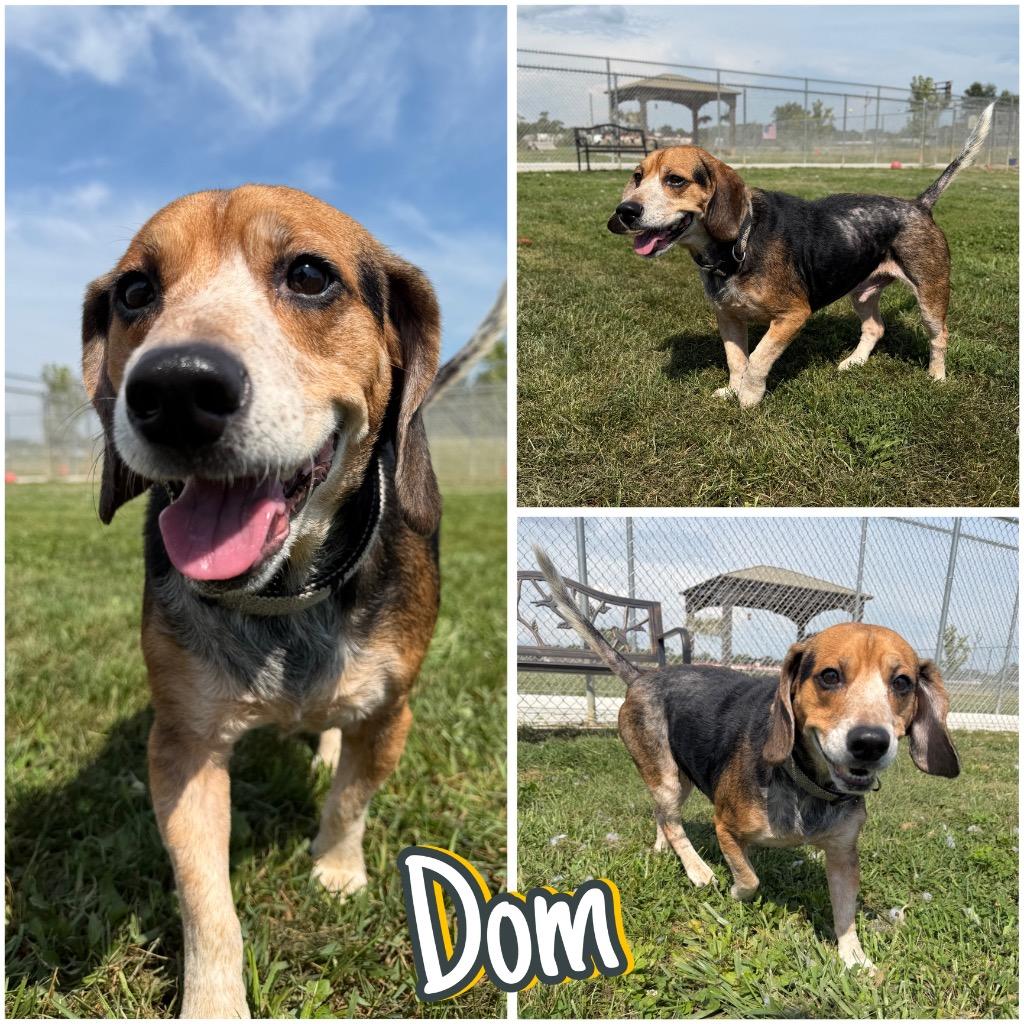 Dom, Adoptable, Adult Male Beagle.