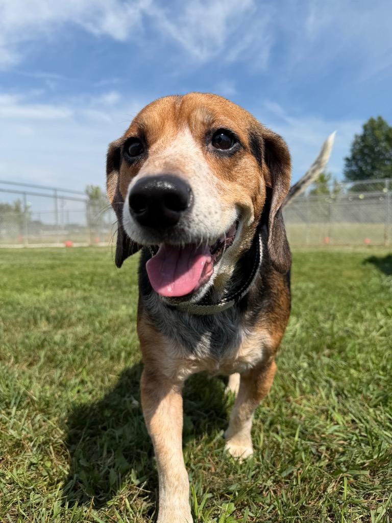 Enlarge Dom, a Adoptable mixed breed in Pierceton, IN image 2/6