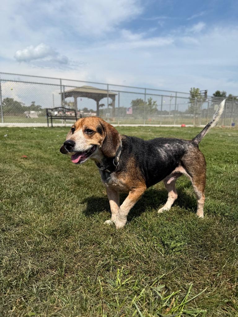 Enlarge Dom, a Adoptable mixed breed in Pierceton, IN image 3/6