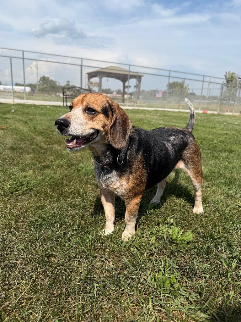 Enlarge Dom, a Adoptable mixed breed in Pierceton, IN image 4/6