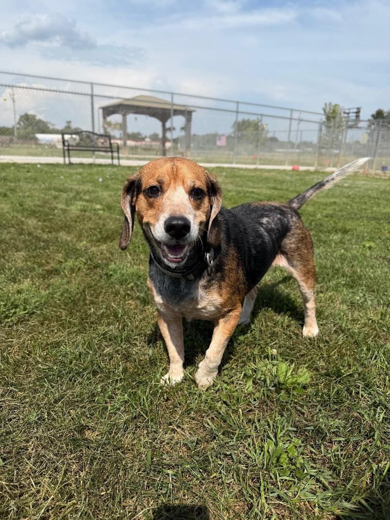 Enlarge Dom, a Adoptable mixed breed in Pierceton, IN image 5/6