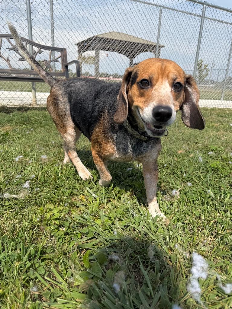 Enlarge Dom, a Adoptable mixed breed in Pierceton, IN image 6/6