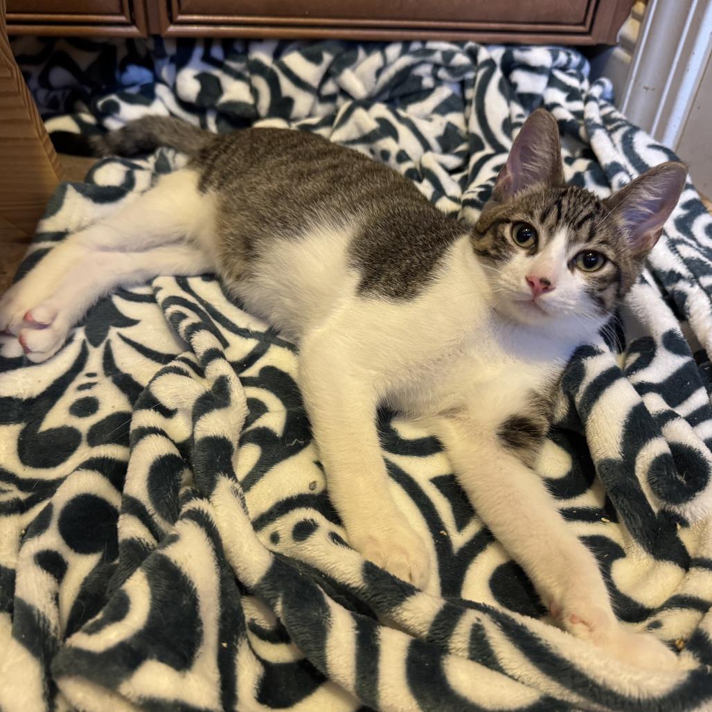 Ranger, Adoptable, Young Male Domestic Short Hair.