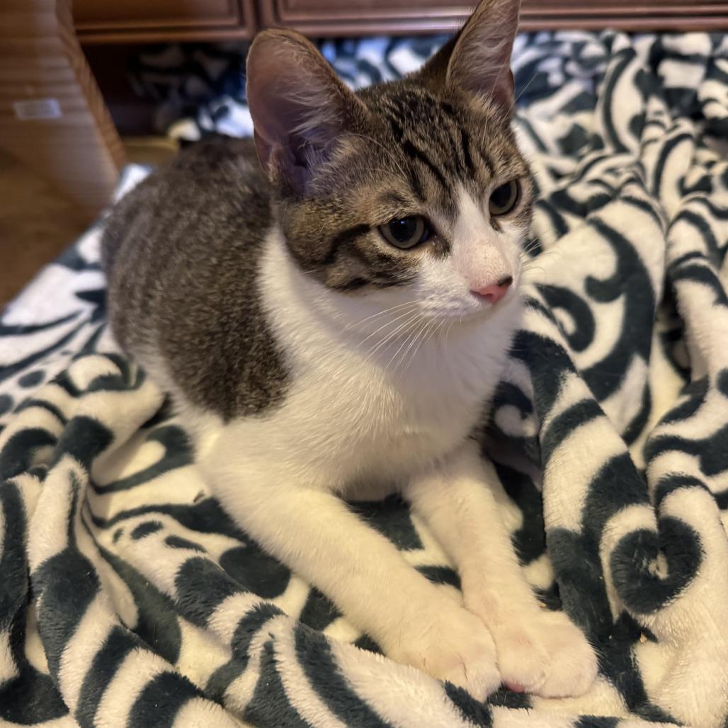 Enlarge Ranger, a Adoptable Domestic Short Hair in Pleasanton, CA image 2/4