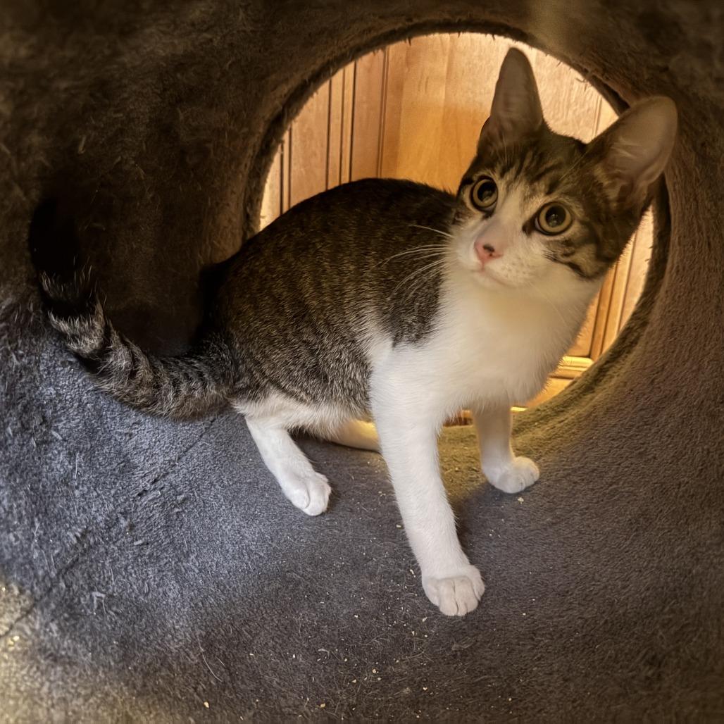 Enlarge Ranger, a Adoptable Domestic Short Hair in Pleasanton, CA image 3/4
