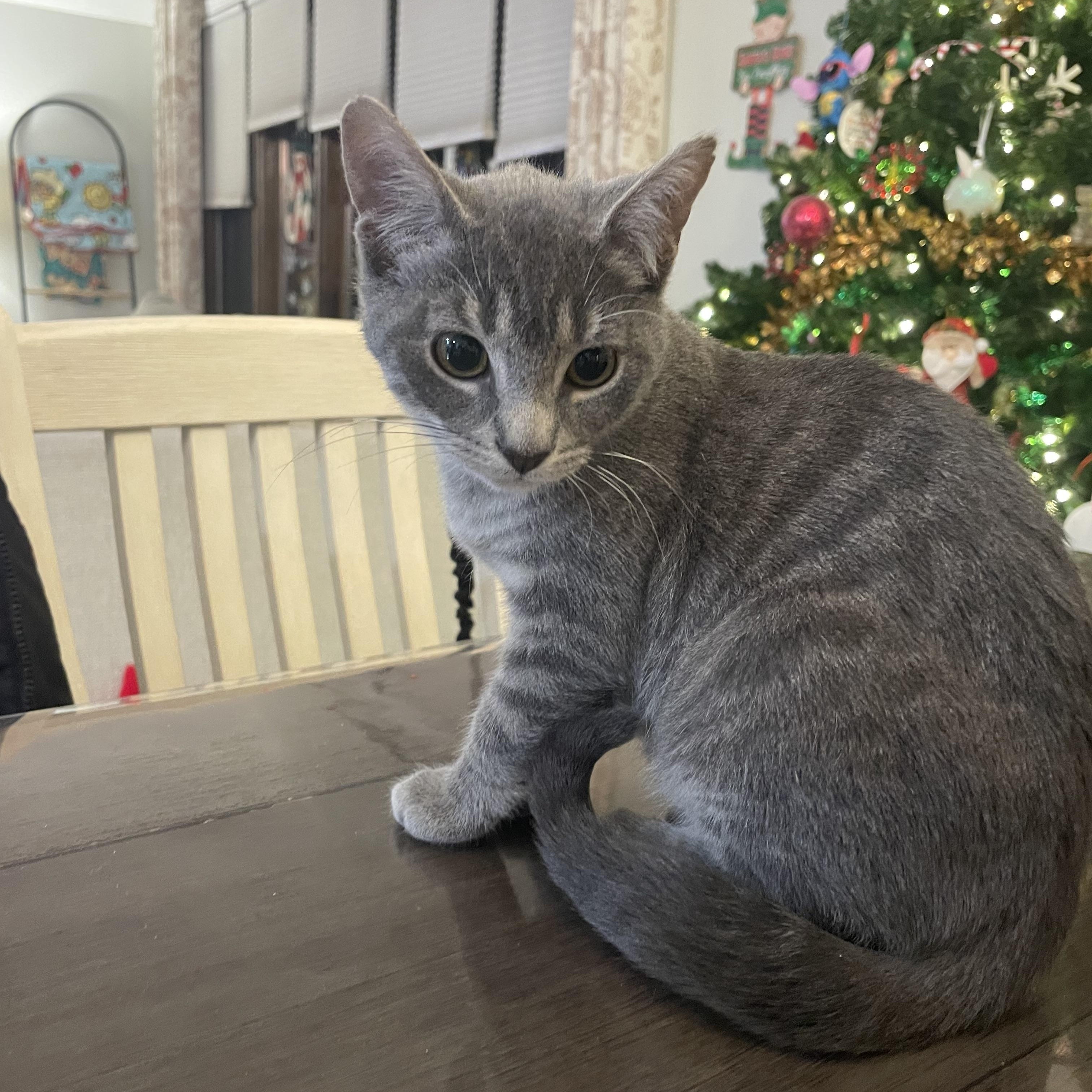 Winston , an adopted Domestic Short Hair in Staten Island, NY image 4/4