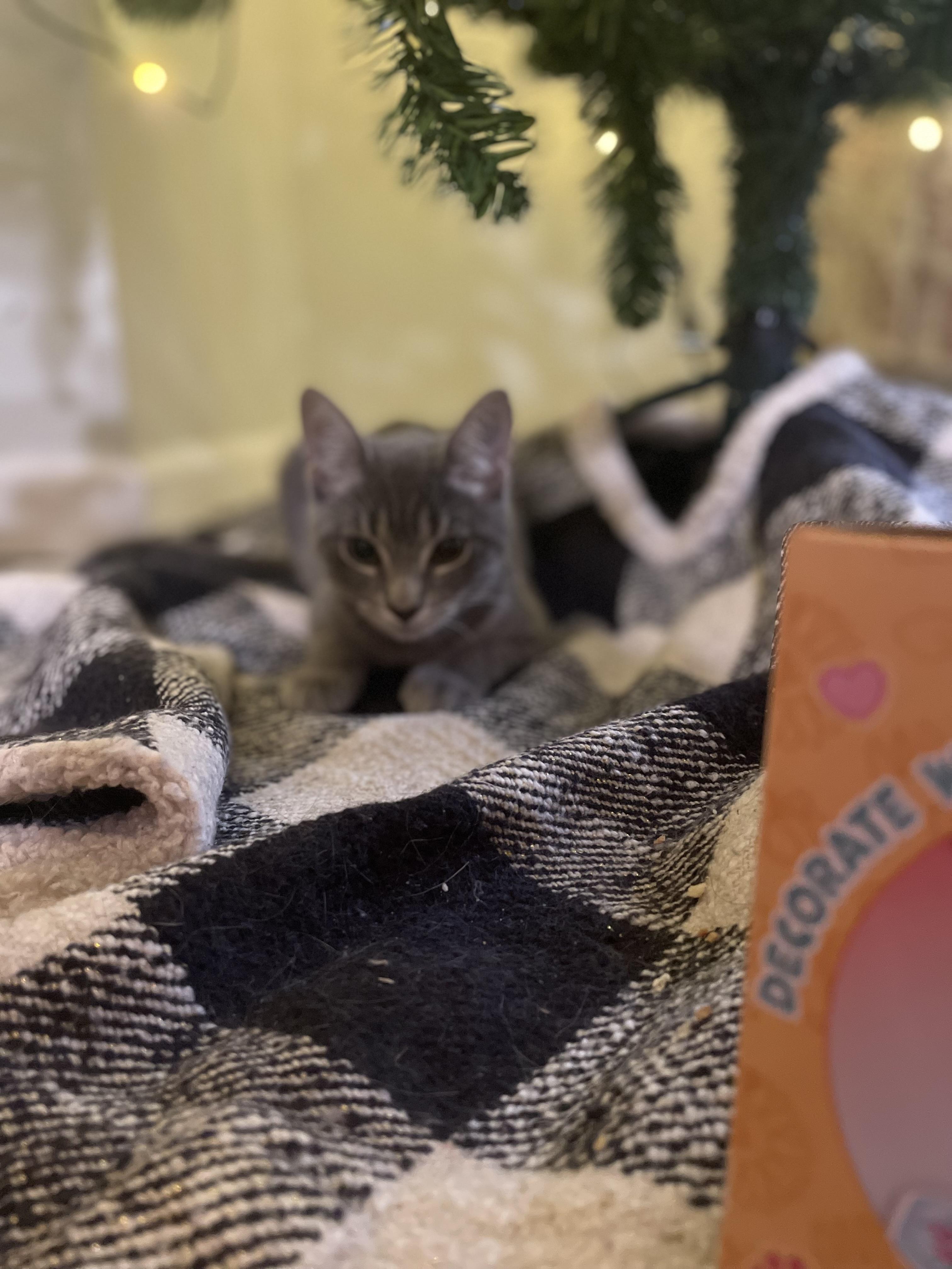 Winston , an adopted Domestic Short Hair in Staten Island, NY image 2/4