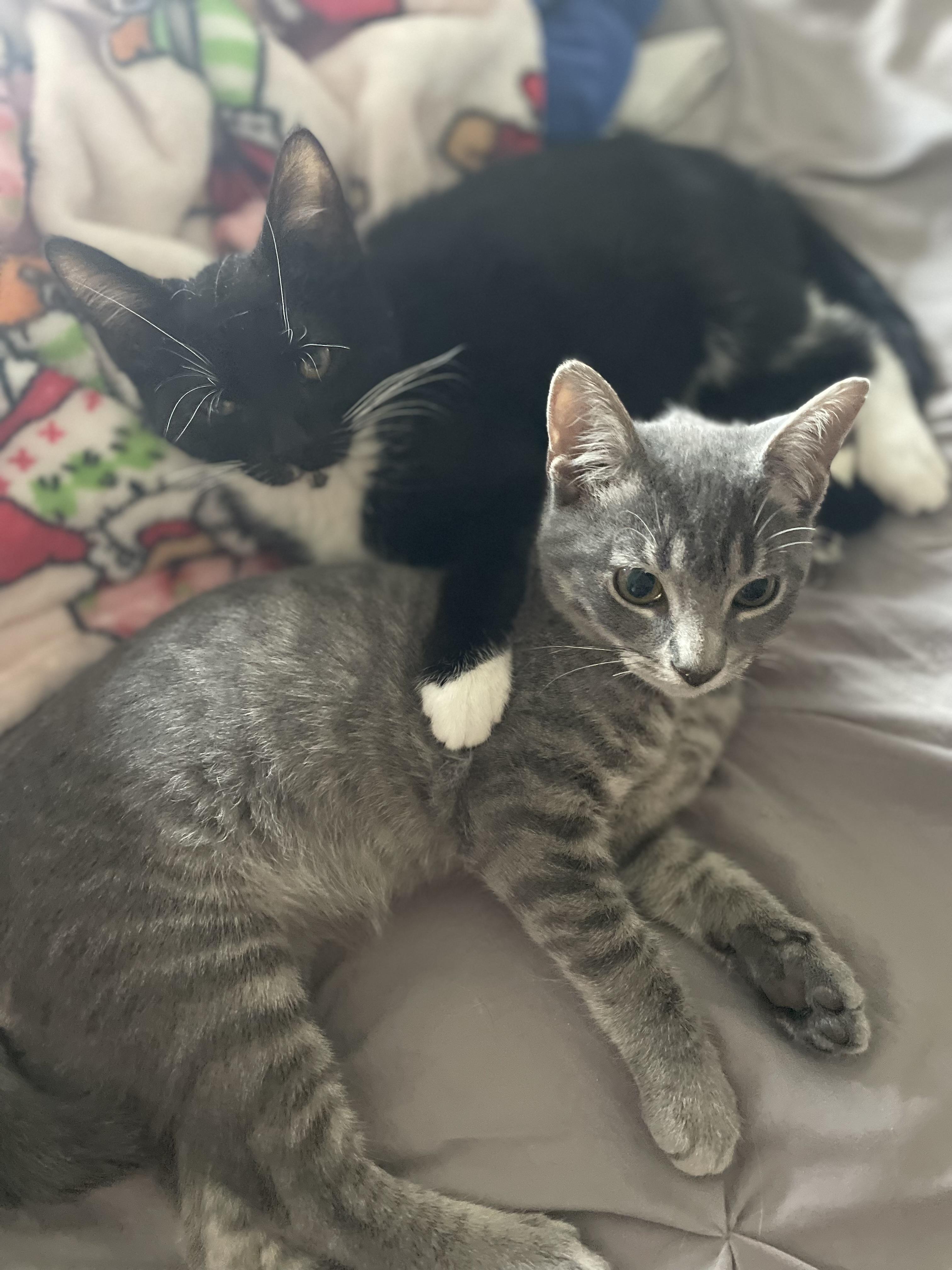 Winston , an adopted Domestic Short Hair in Staten Island, NY image 3/4