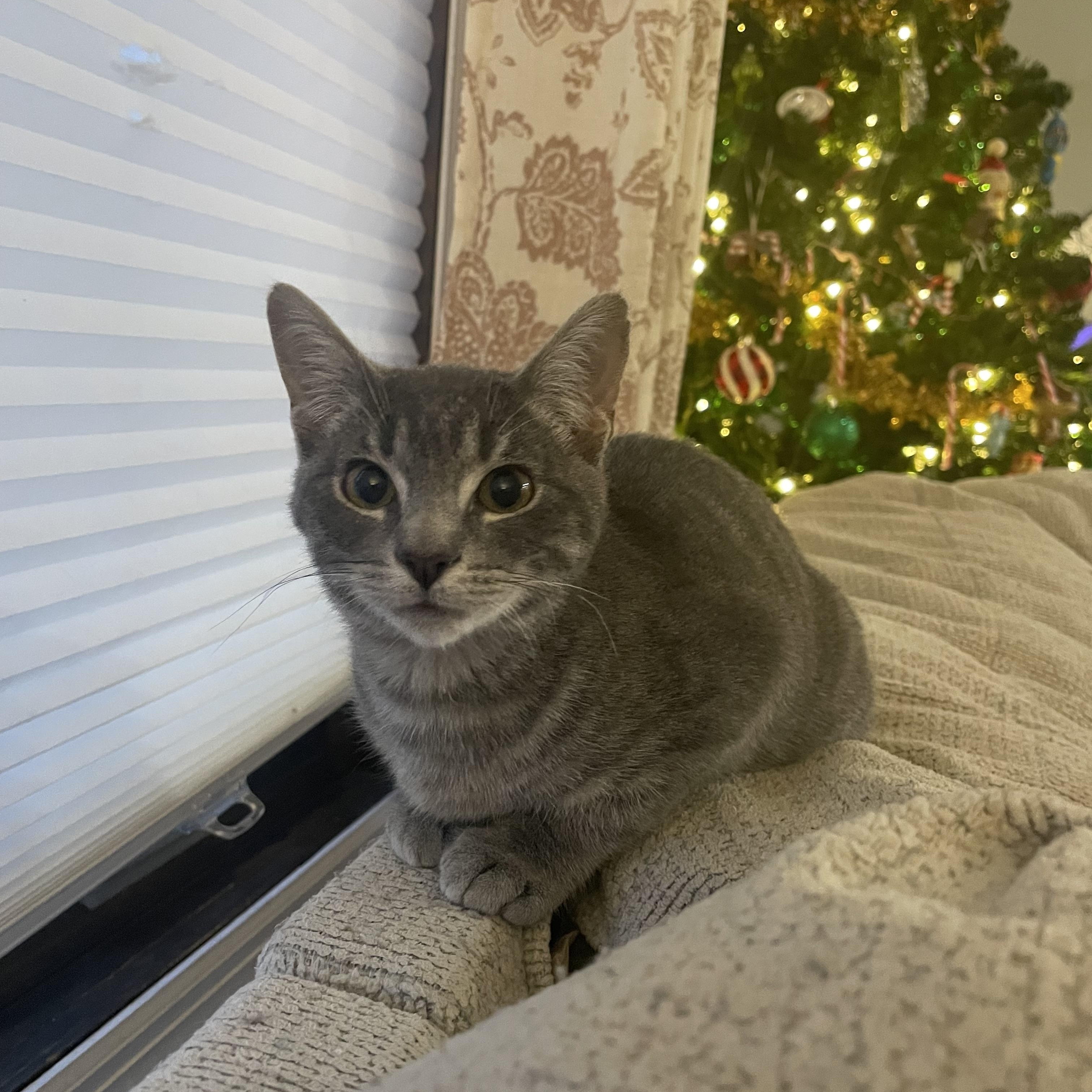 Winston , an adopted Domestic Short Hair in Staten Island, NY image 1/4