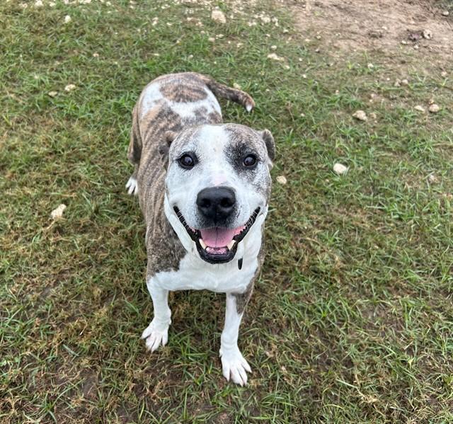 WOODS, Adoptable, Adult Male Catahoula Leopard Dog & Mixed Breed.