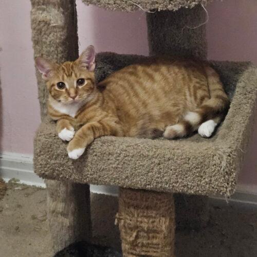 Teddy, Adoptable, Young Male Domestic Short Hair.