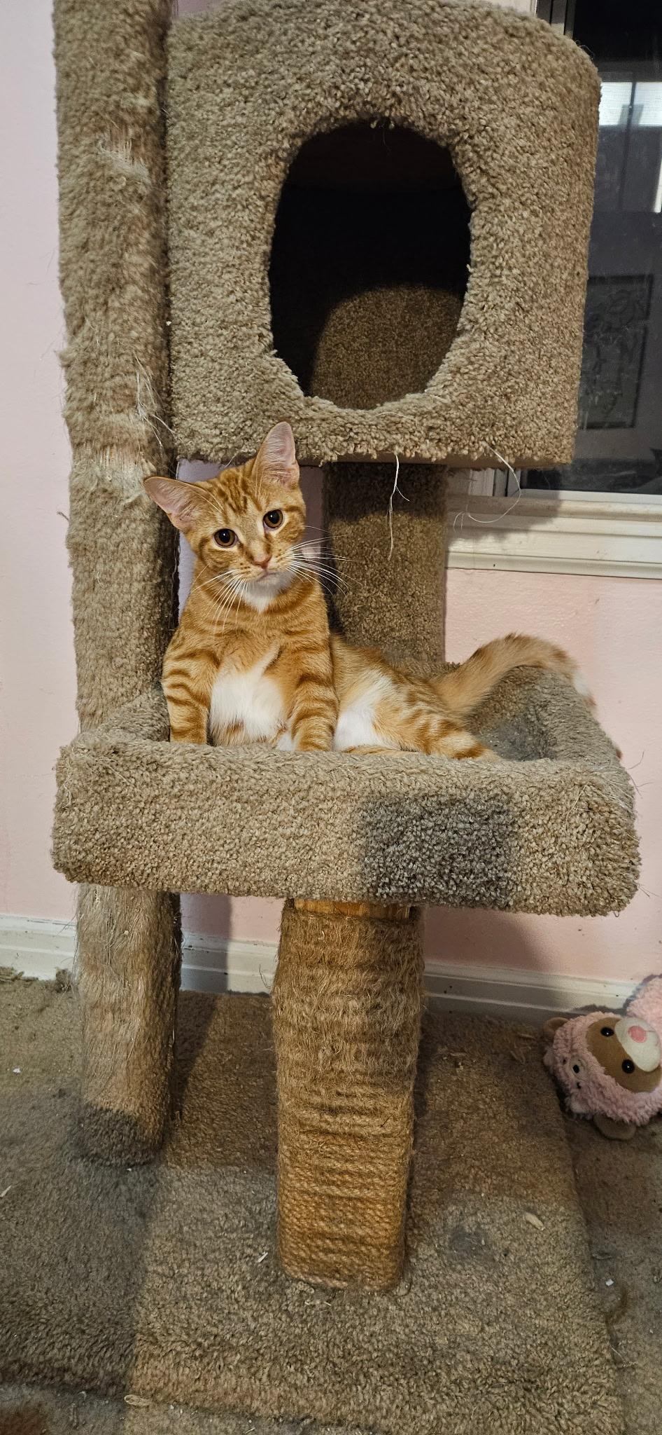 Teddy, a Adoptable Domestic Short Hair in Kenosha, WI image 2/2