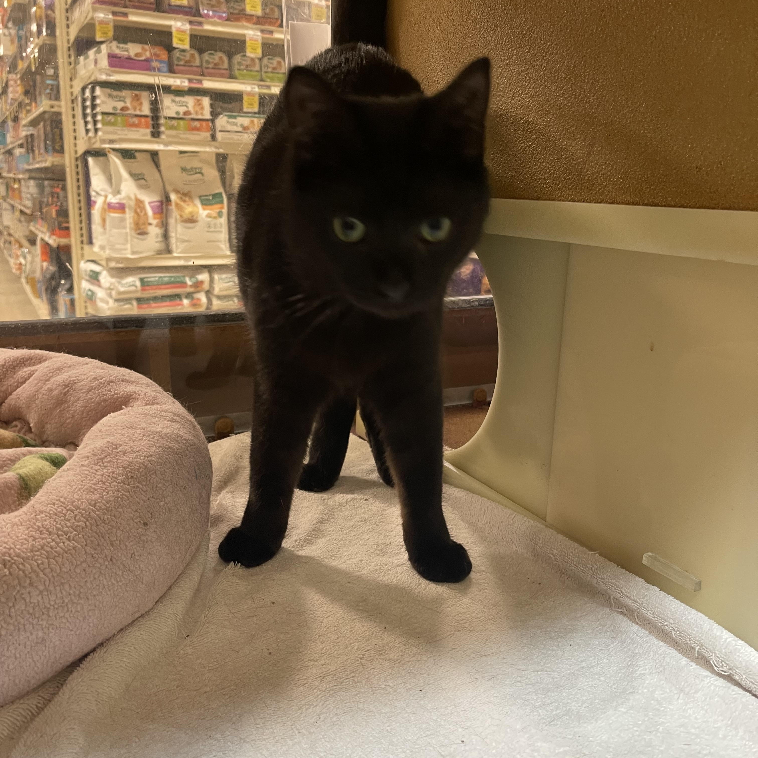Stu, a ADOPTABLE Domestic Short Hair in Highland, IN image 2/3