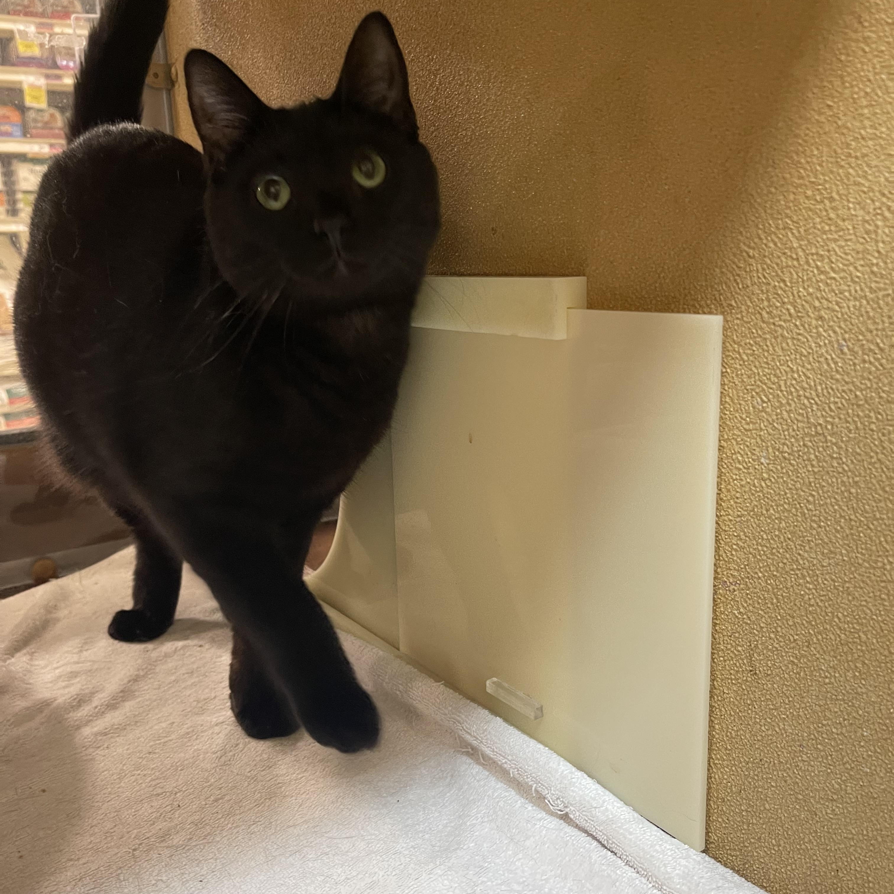 Stu, ADOPTABLE, Young Female Domestic Short Hair.