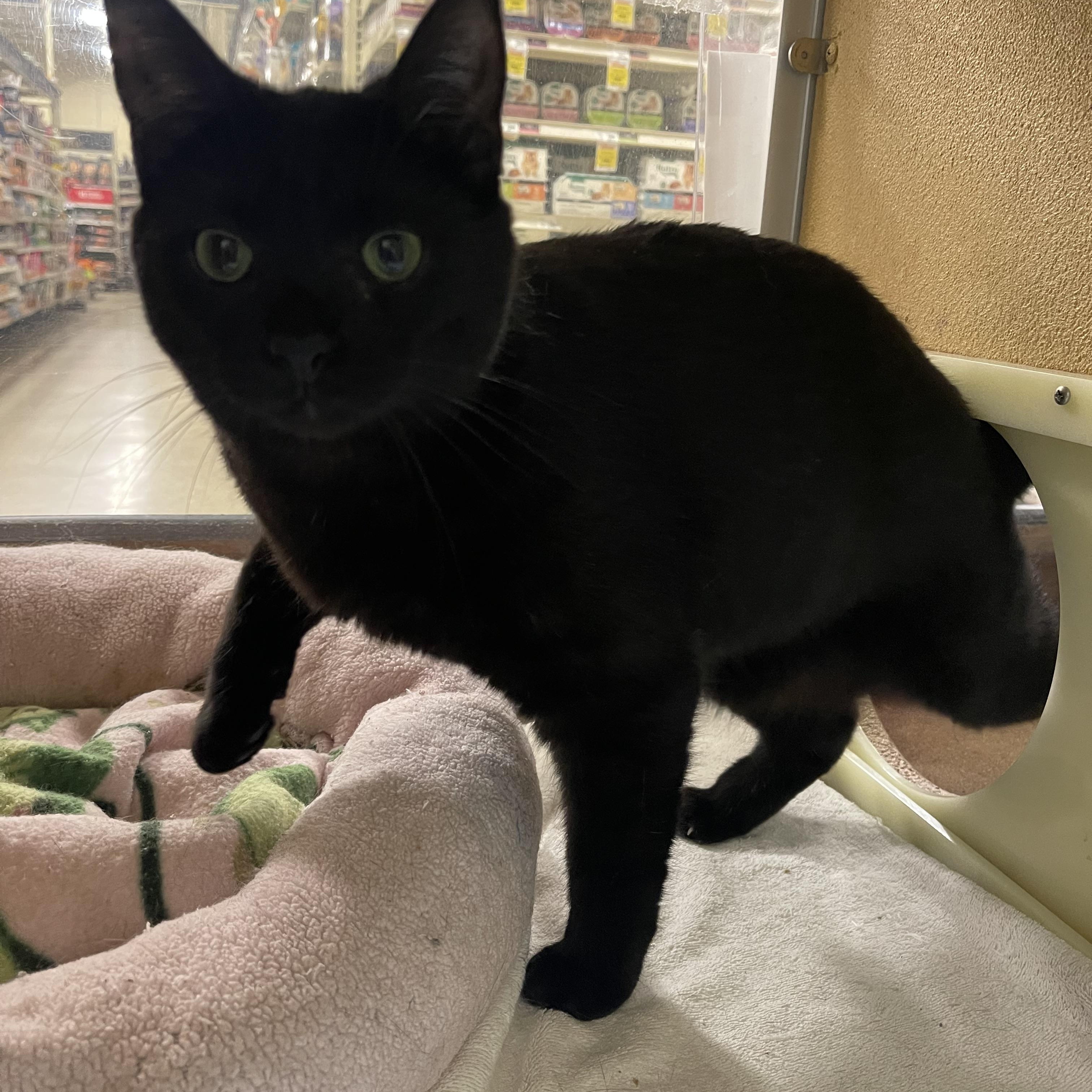 Stu, a ADOPTABLE Domestic Short Hair in Highland, IN image 3/3