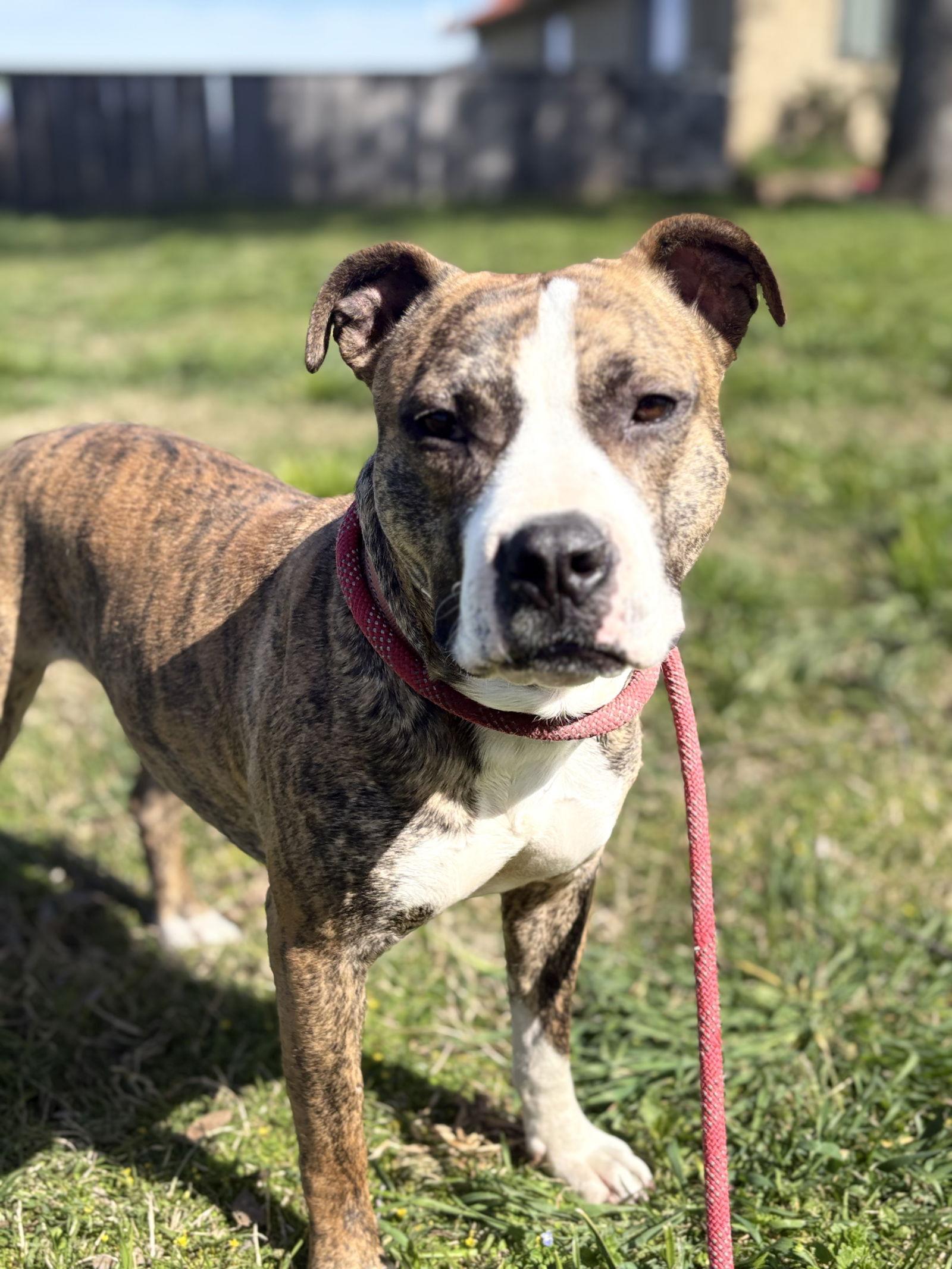 KATE, Adoptable, Adult Female Staffordshire Bull Terrier.