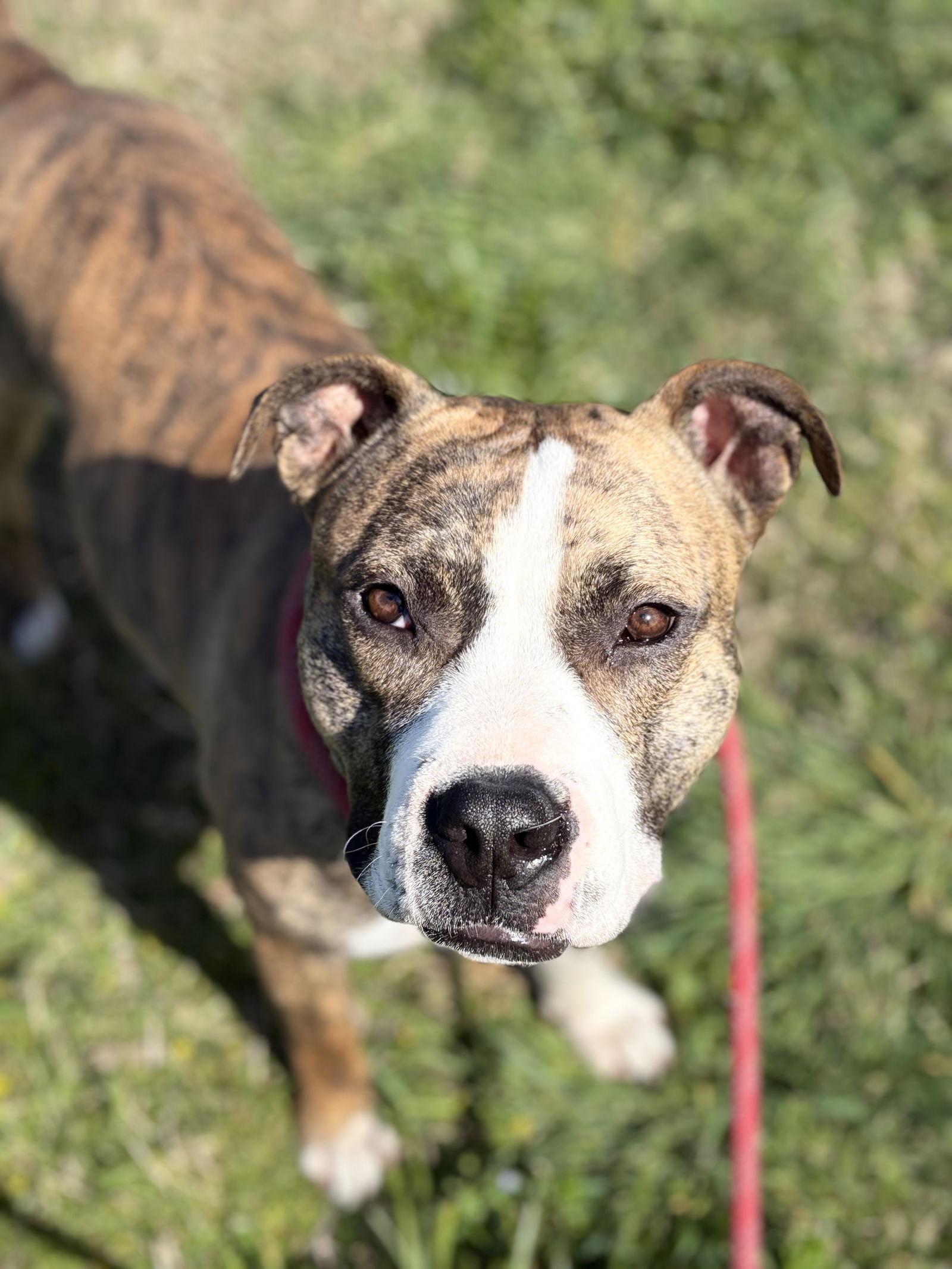 Enlarge KATE, a Adoptable Staffordshire Bull Terrier in Chico, CA image 3/3