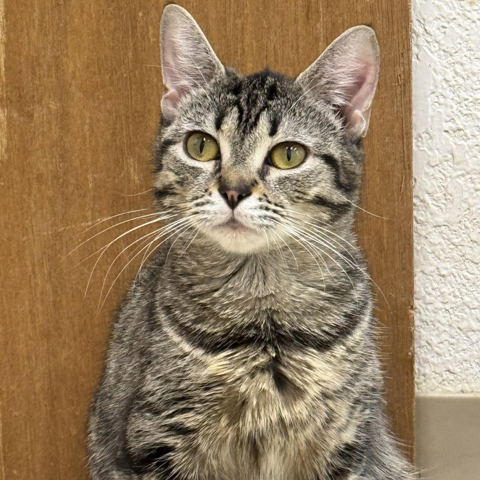 Marina, a Adoptable Domestic Short Hair in Winchendon, MA image 1/2
