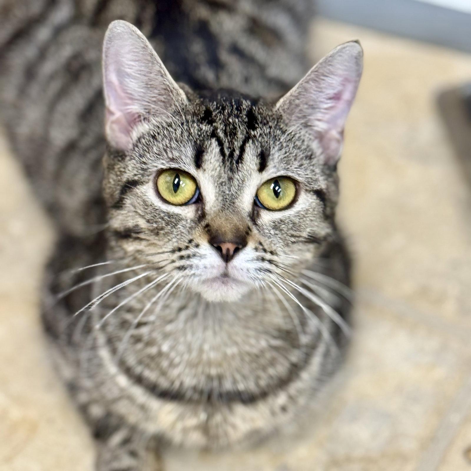 Marina, a Adoptable Domestic Short Hair in Winchendon, MA image 2/2