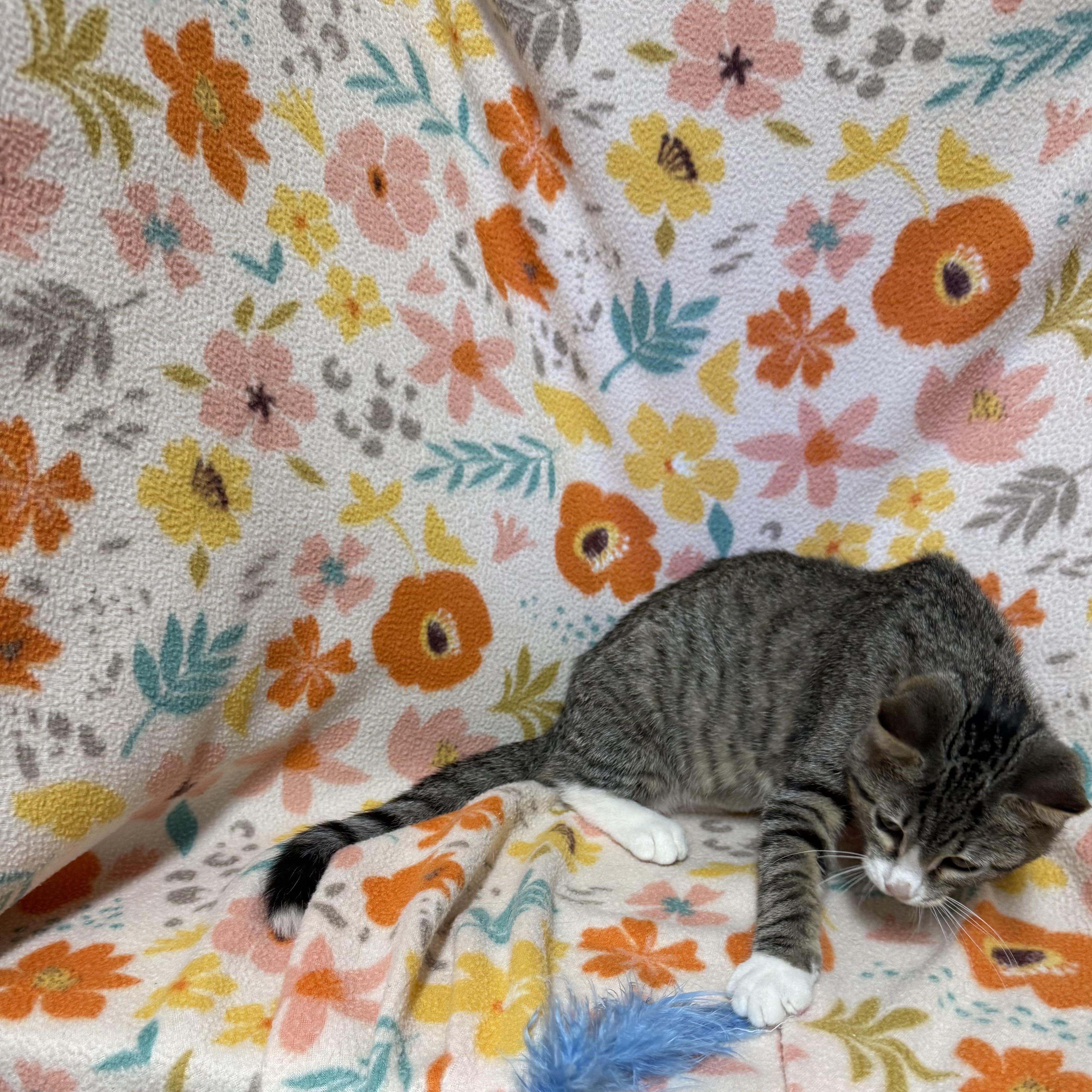 Enlarge Burrito, a Adoptable Domestic Short Hair in Anderson, SC image 3/3