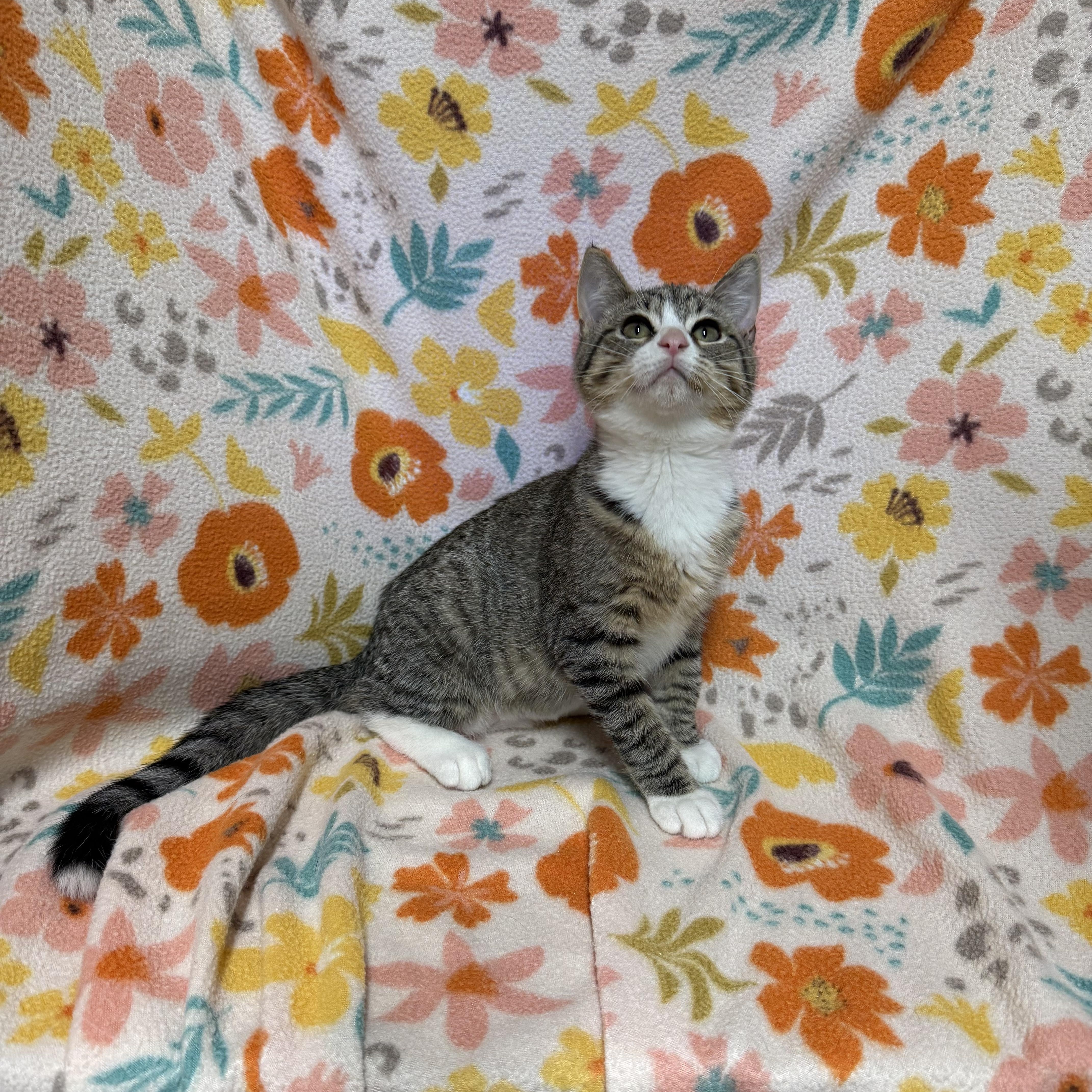 Burrito, Adoptable, Kitten Female Domestic Short Hair.