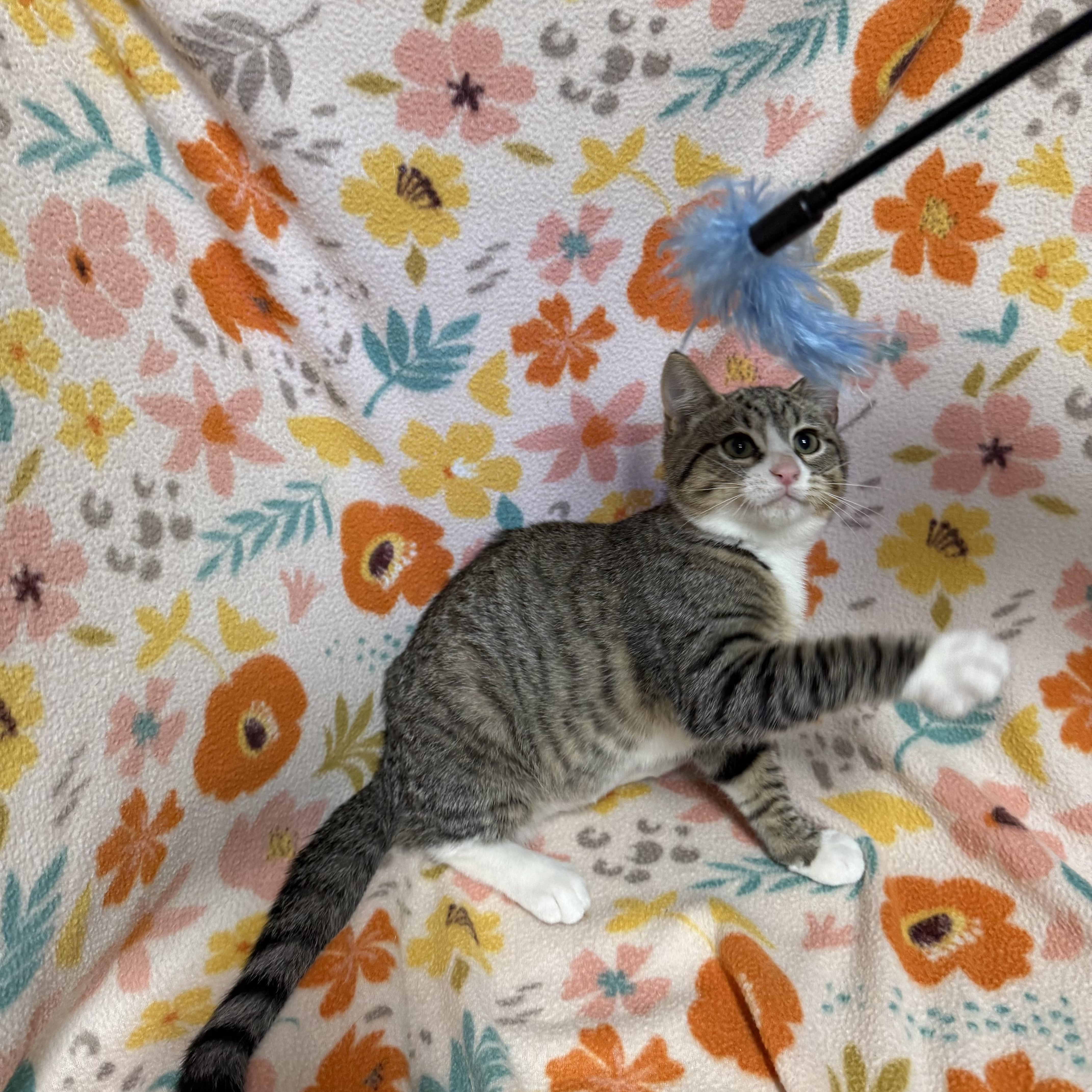 Enlarge Burrito, a Adoptable Domestic Short Hair in Anderson, SC image 2/3