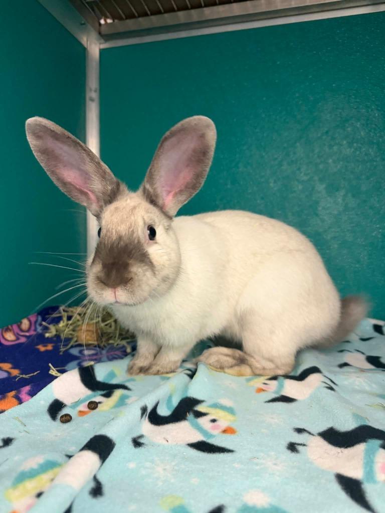 Enlarge Bandit, a Adoptable American in Kodiak, AK image 2/2