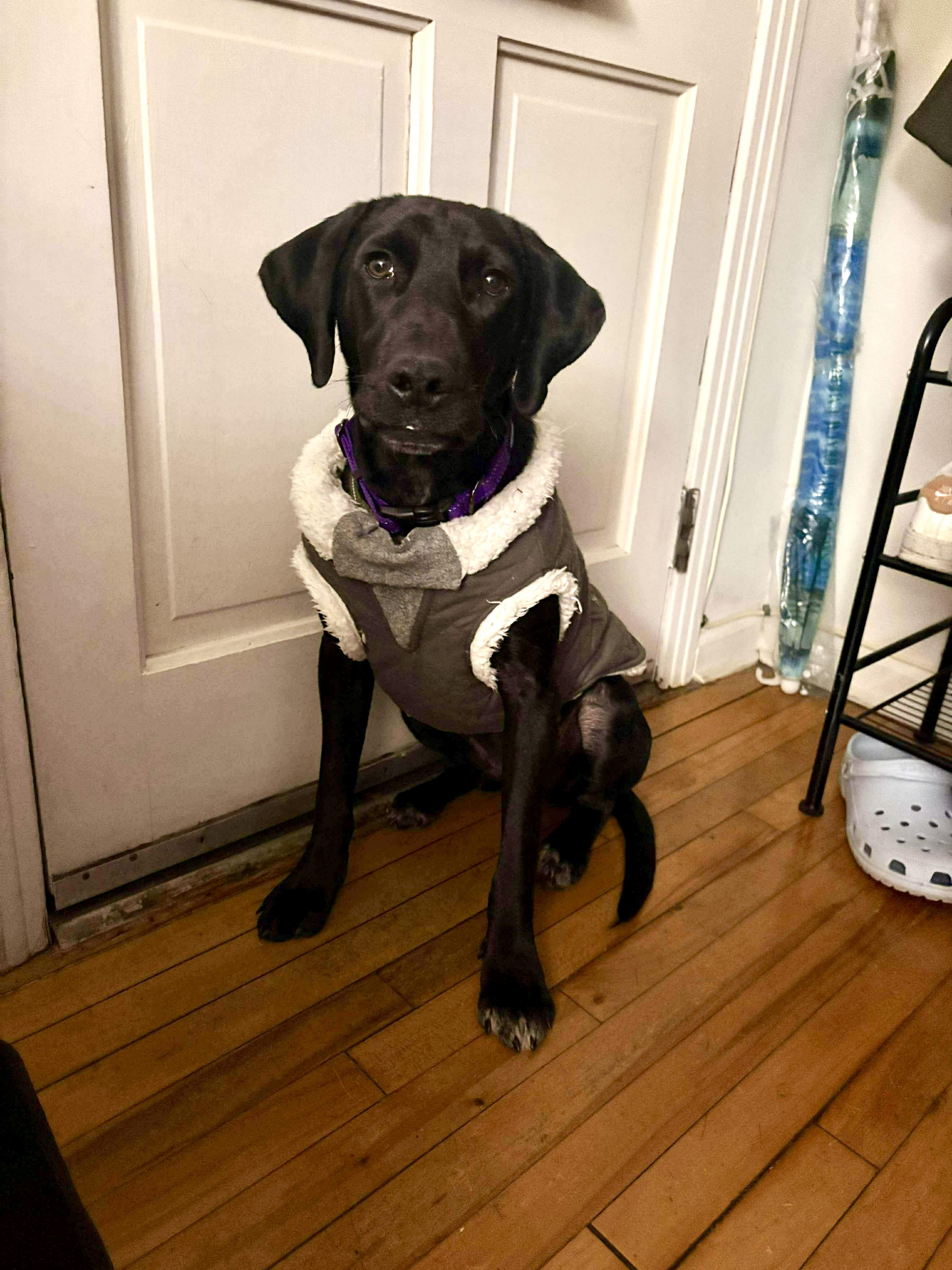Nico, Adoptable, Adult Male Labrador Retriever.
