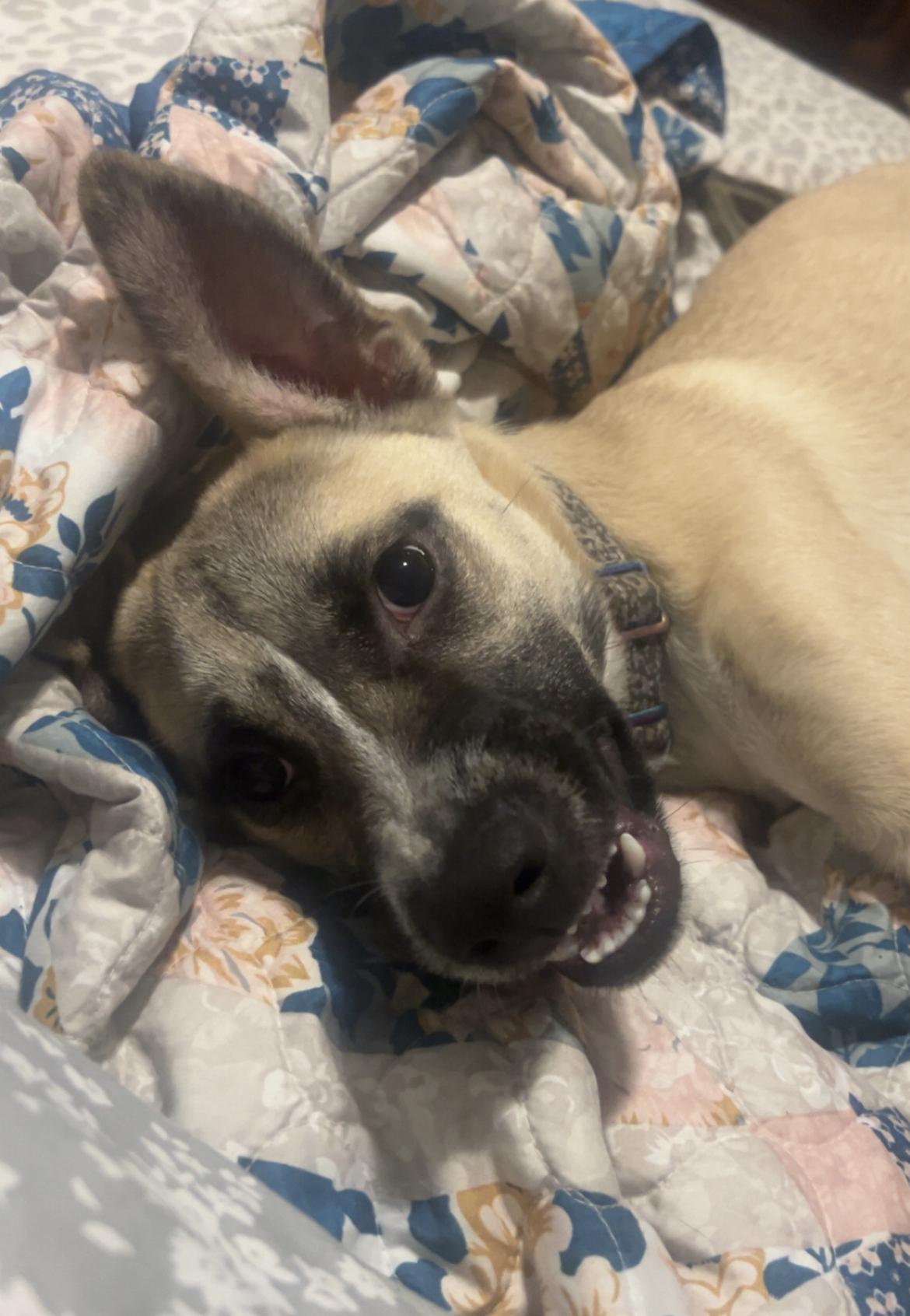 Sid FosterHome A450617