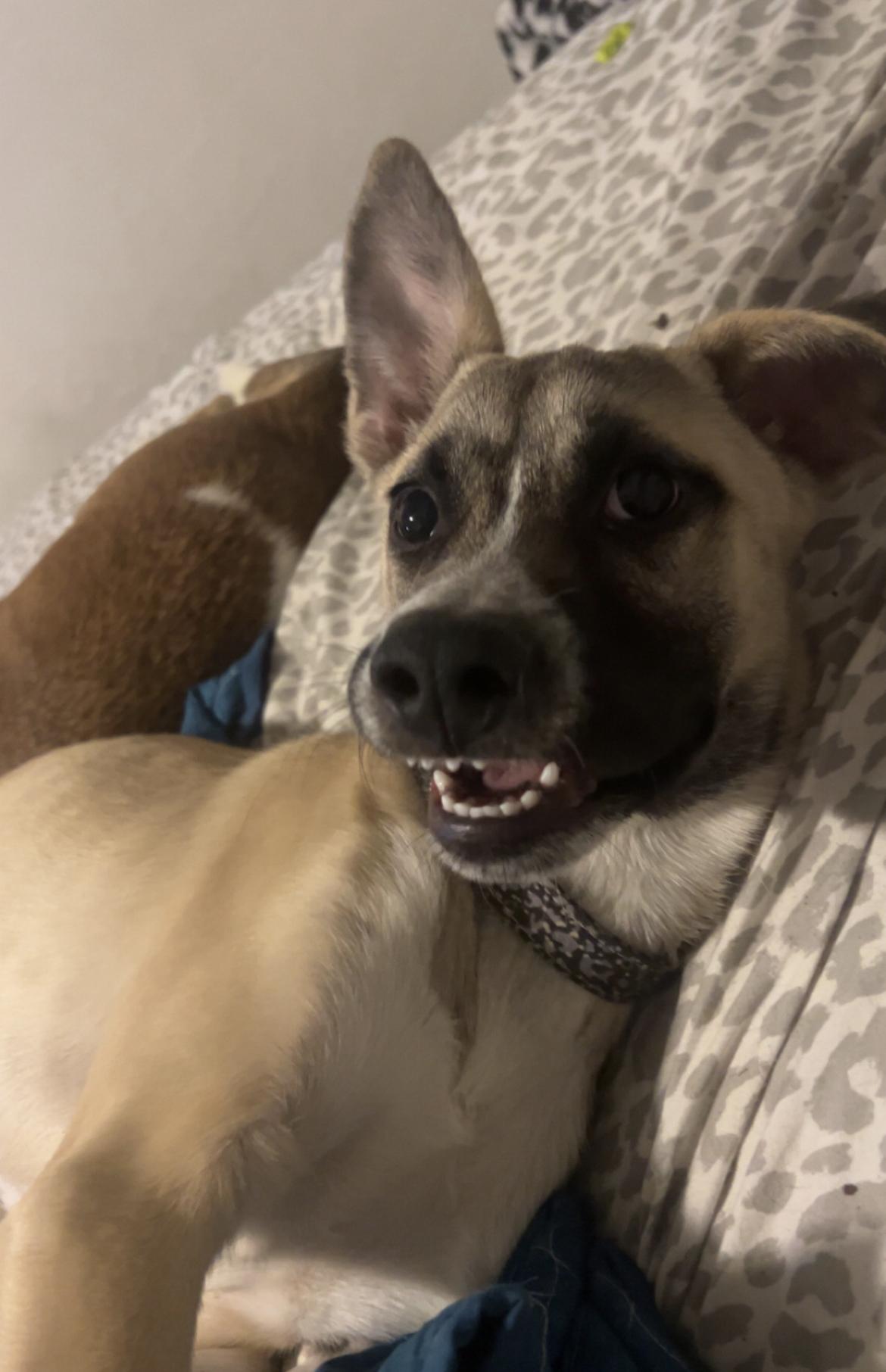 Sid FosterHome A450617