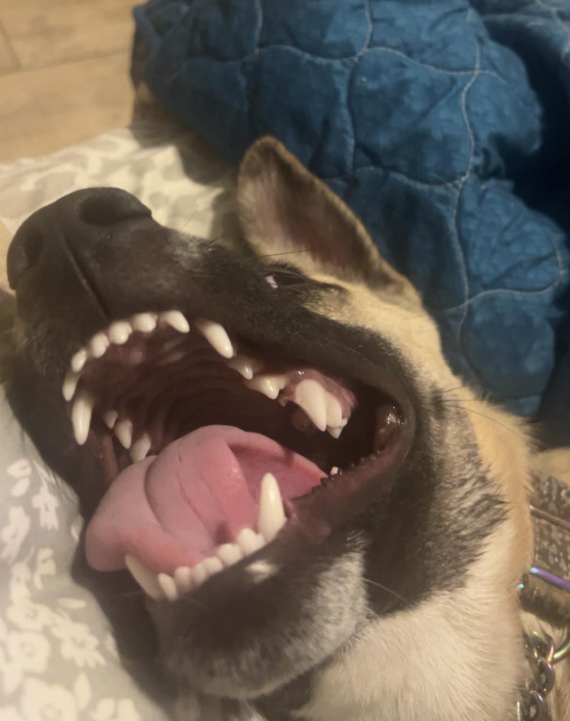 Sid FosterHome A450617