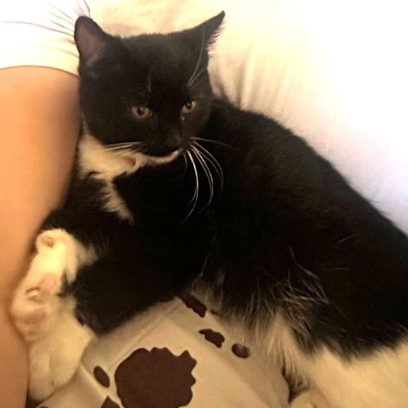 Enlarge Priscilla, a Adoptable Domestic Short Hair in Redding, CA image 1/2