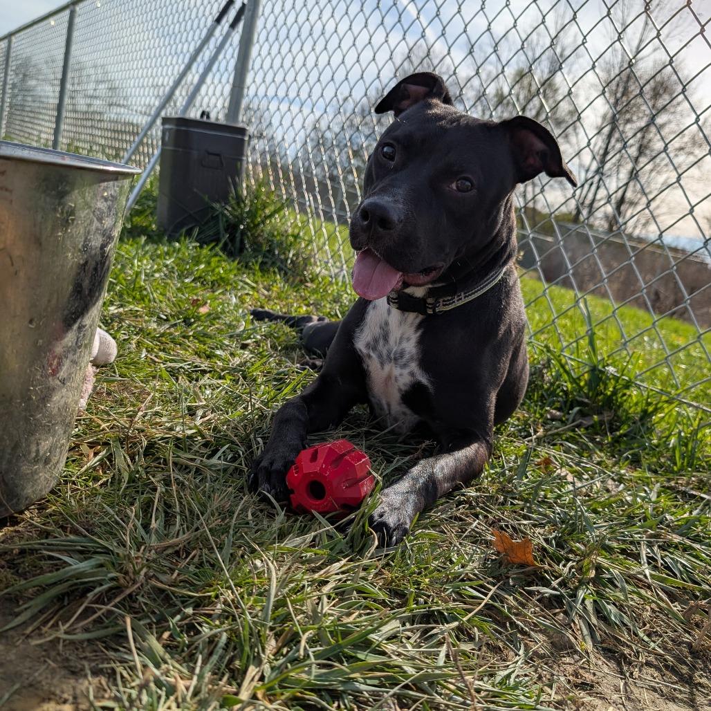 Enlarge Sally, a ADOPTABLE mixed breed in Sulphur, KY image 3/5