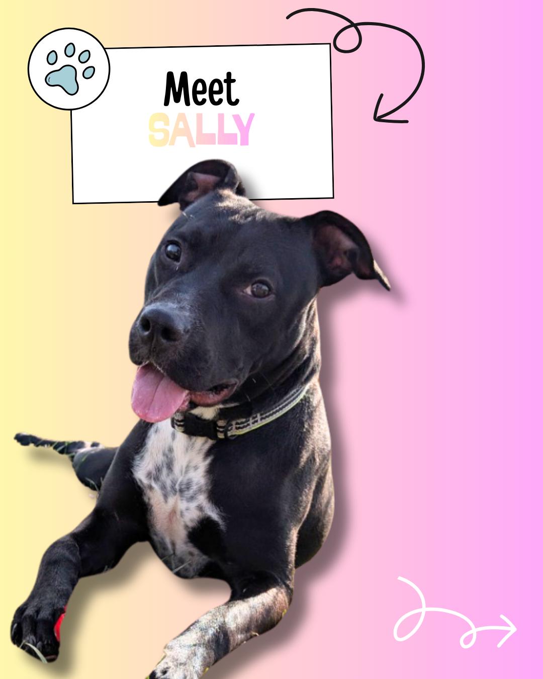 Enlarge Sally, a ADOPTABLE mixed breed in Sulphur, KY image 1/5