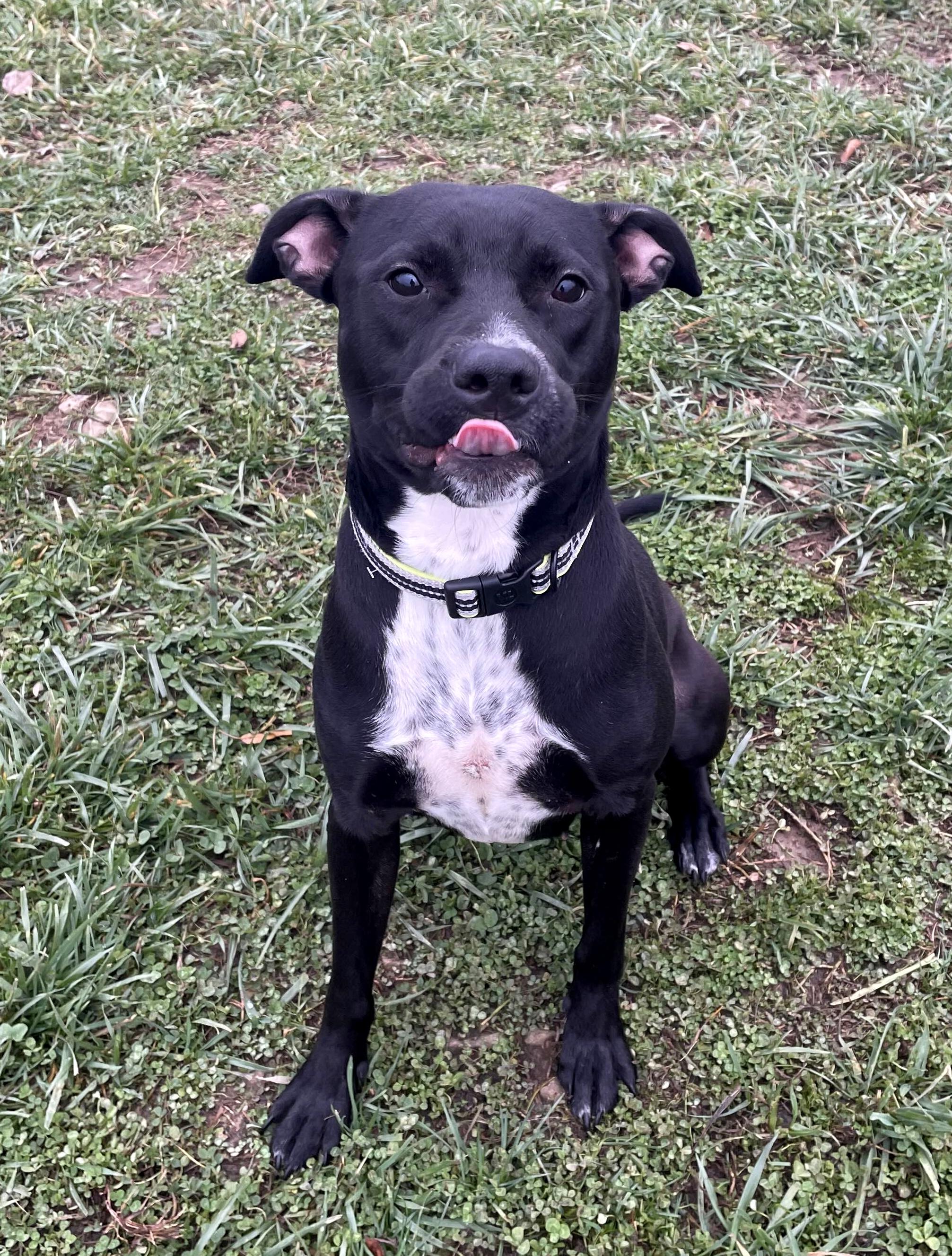 Enlarge Sally, a ADOPTABLE mixed breed in Sulphur, KY image 4/5