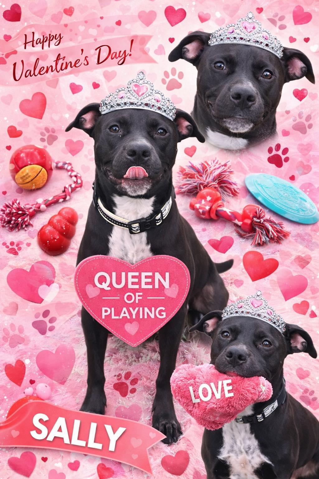 Sally, ADOPTABLE, Young Female Australian Cattle Dog / Blue Heeler.