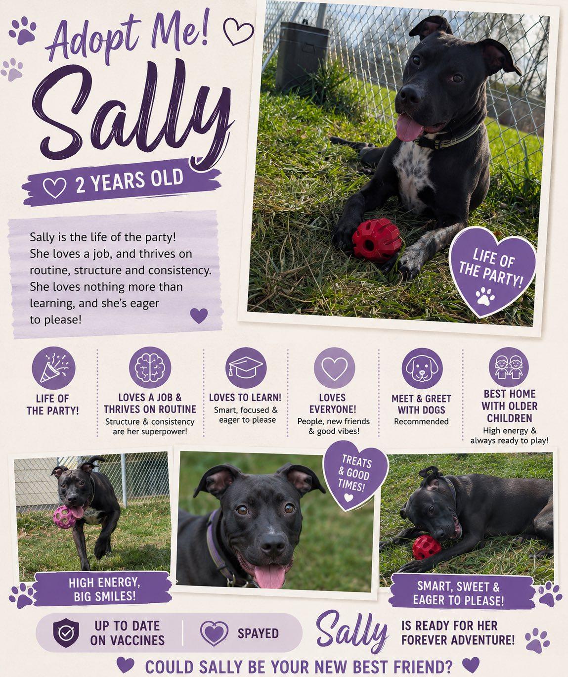 Sally, a ADOPTABLE mixed breed in Sulphur, KY image 2/5