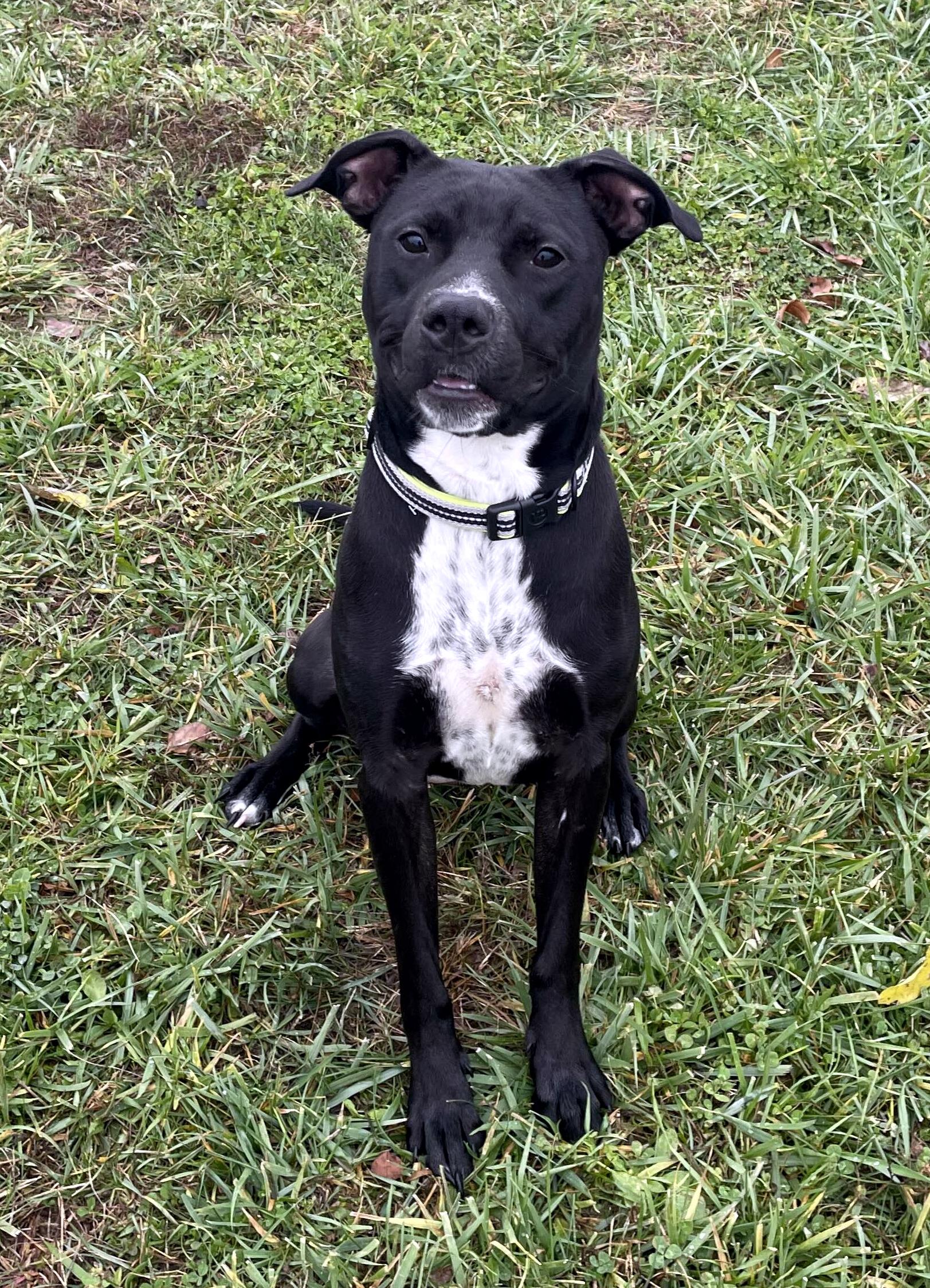 Enlarge Sally, a ADOPTABLE mixed breed in Sulphur, KY image 5/5