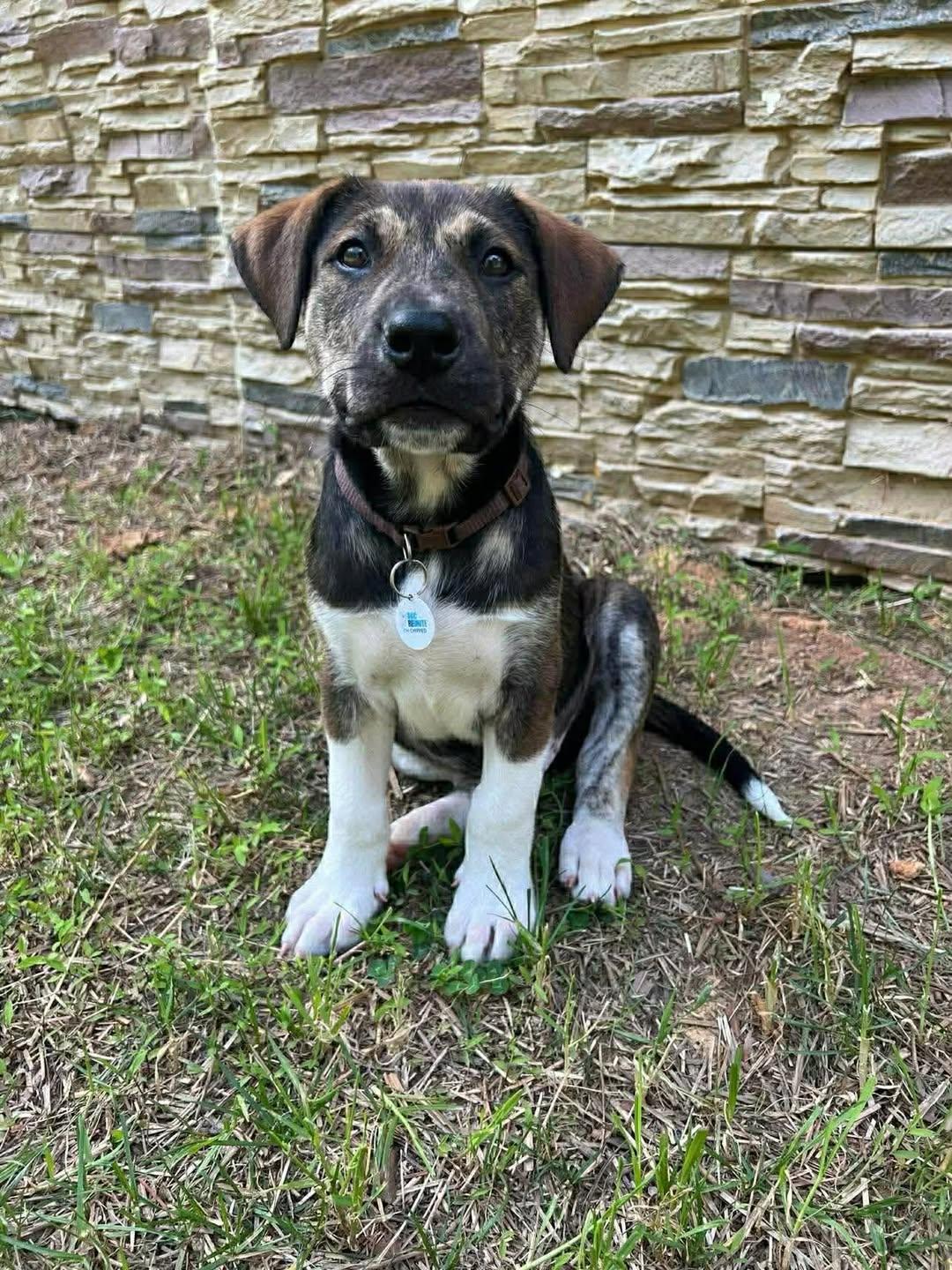 Conway, adopted, Puppy Male Mixed Breed.