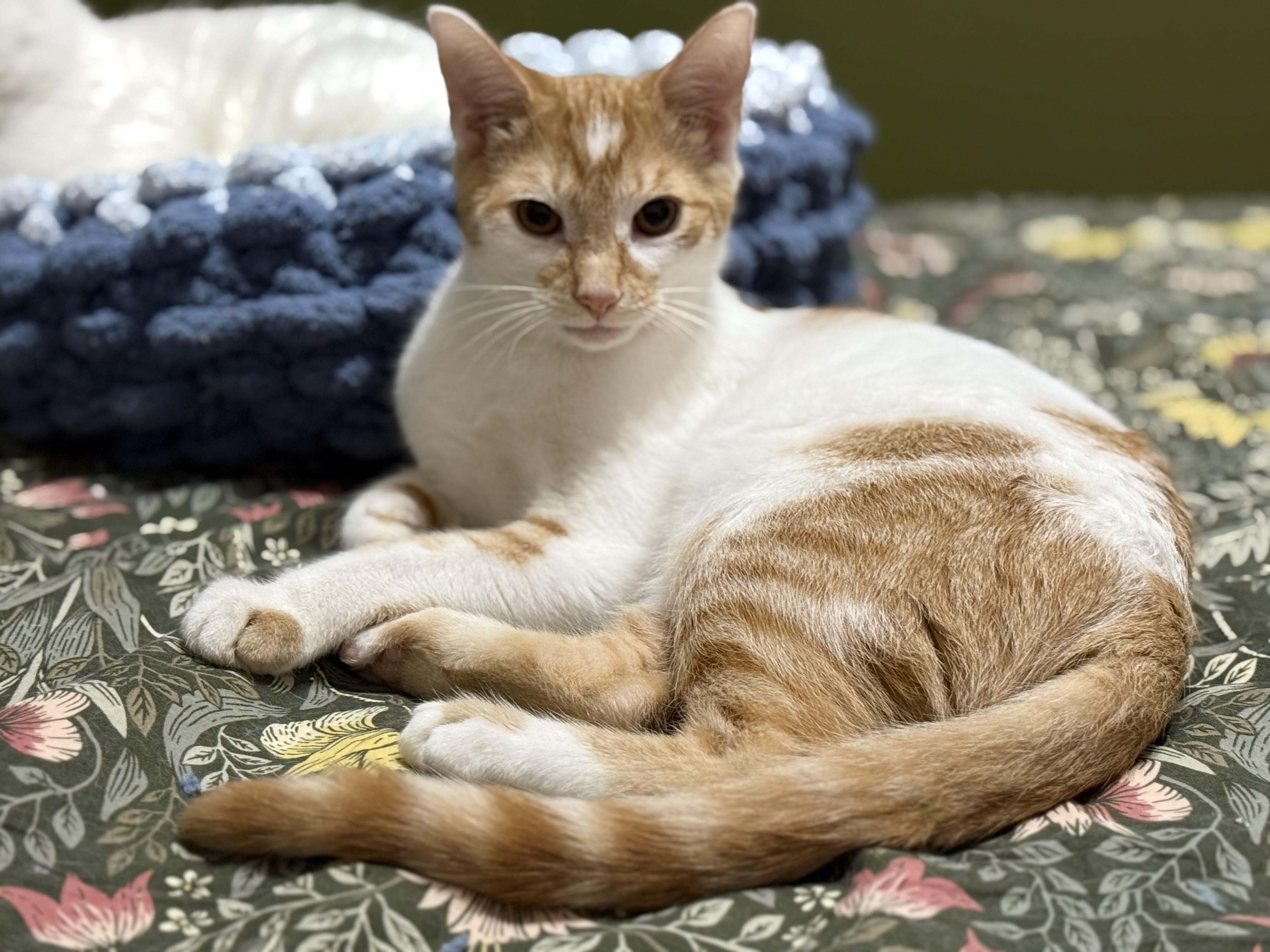 Enlarge Quiche, a Adoptable Domestic Short Hair in Lacona, NY image 2/6