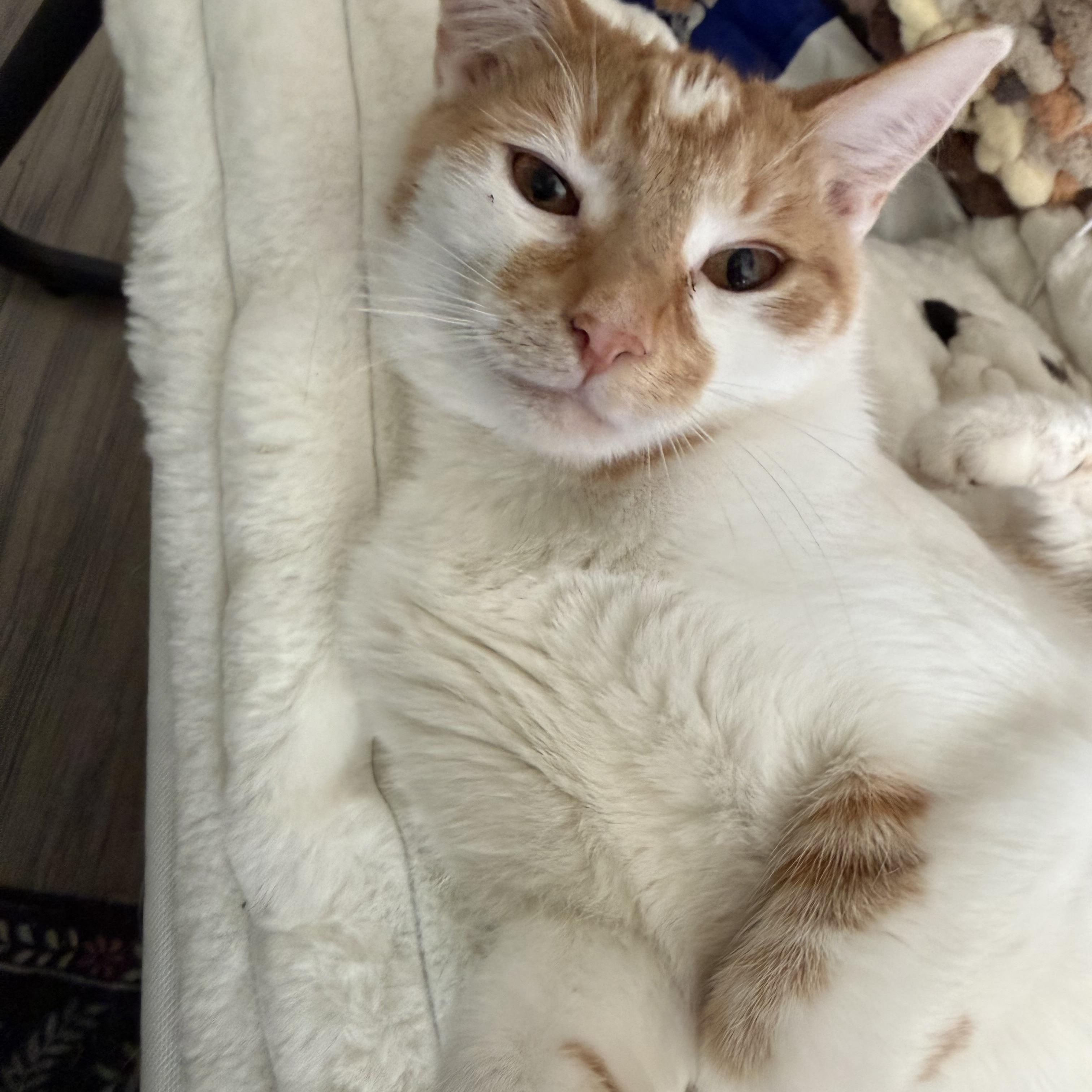 Enlarge Quiche, a Adoptable Domestic Short Hair in Lacona, NY image 1/6