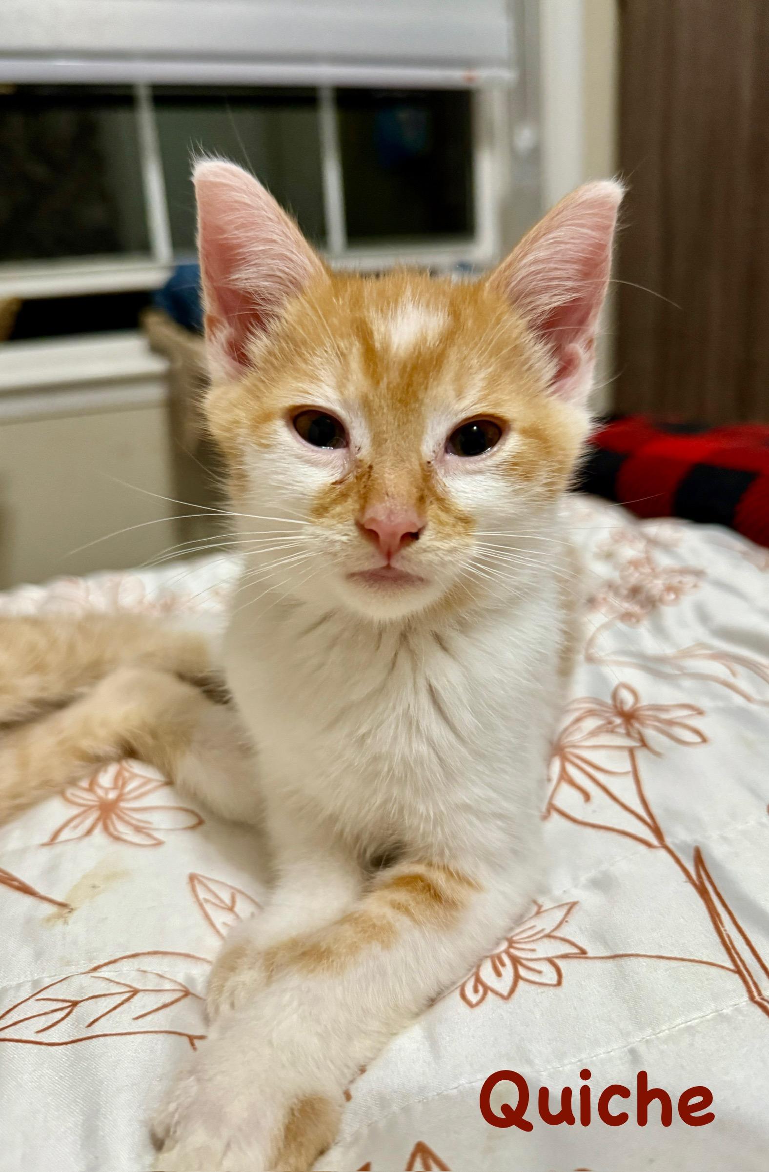 Enlarge Quiche, a Adoptable Domestic Short Hair in Lacona, NY image 3/3