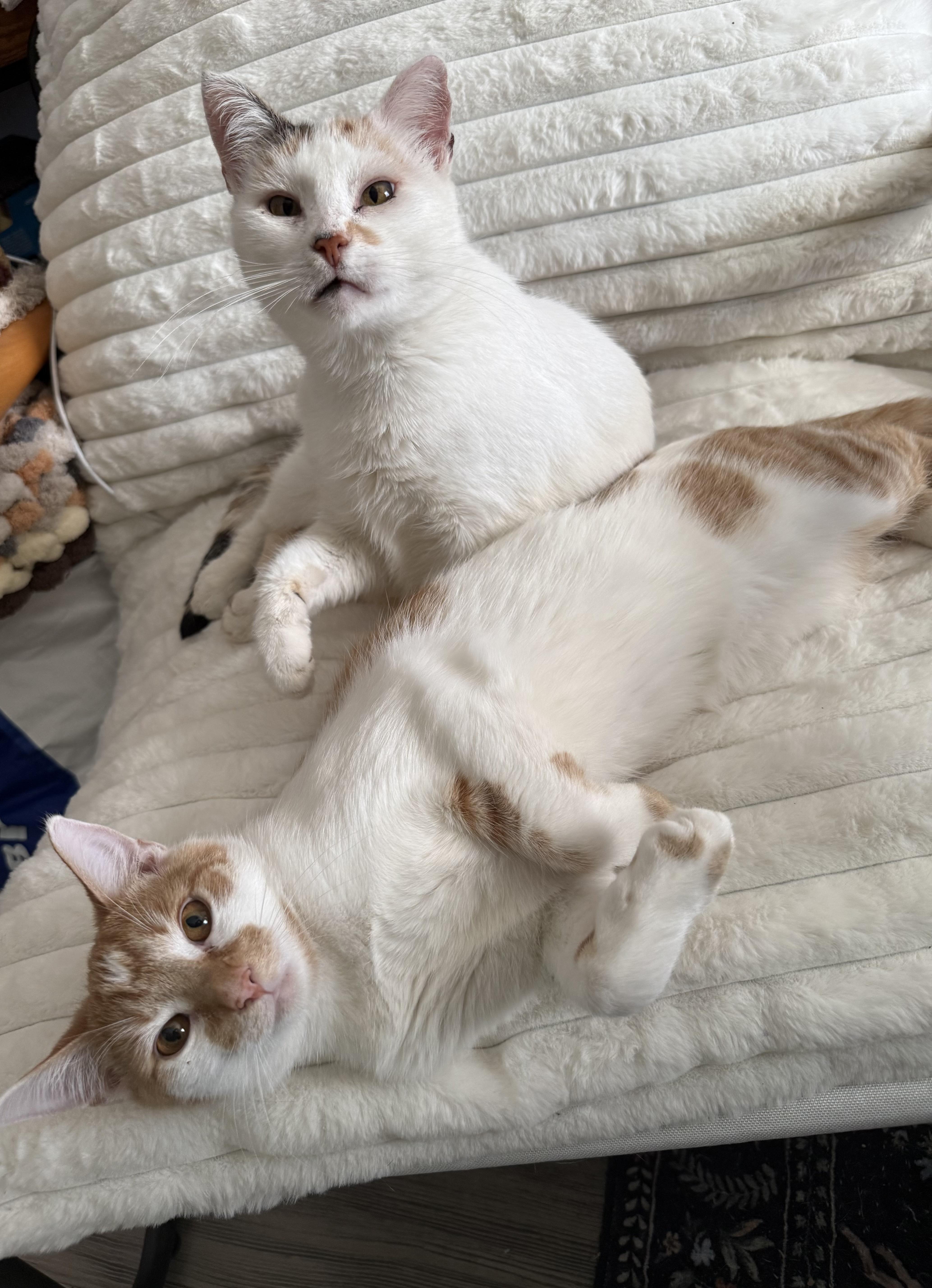 Enlarge Quiche, a Adoptable Domestic Short Hair in Lacona, NY image 6/6