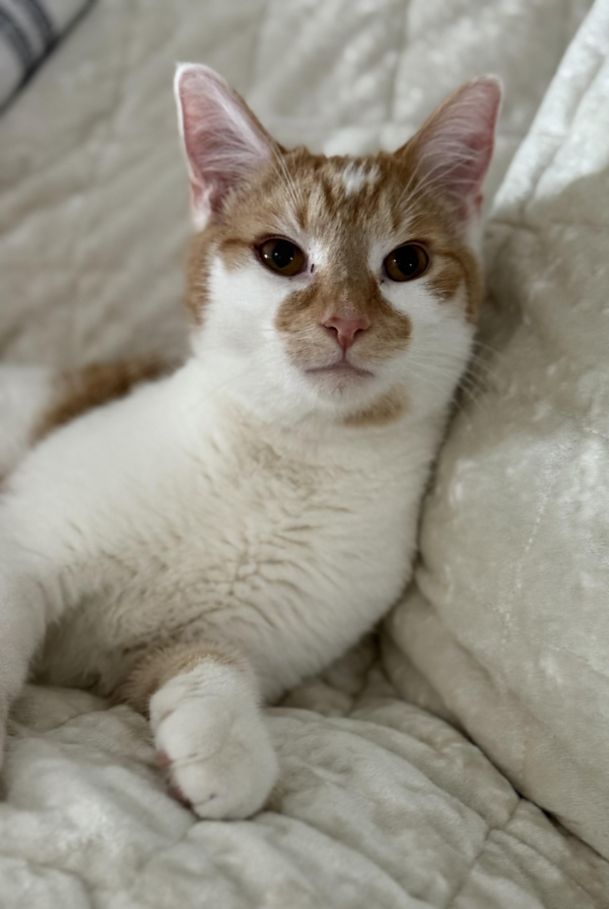 Quiche, Adoptable, Kitten Male Domestic Short Hair.