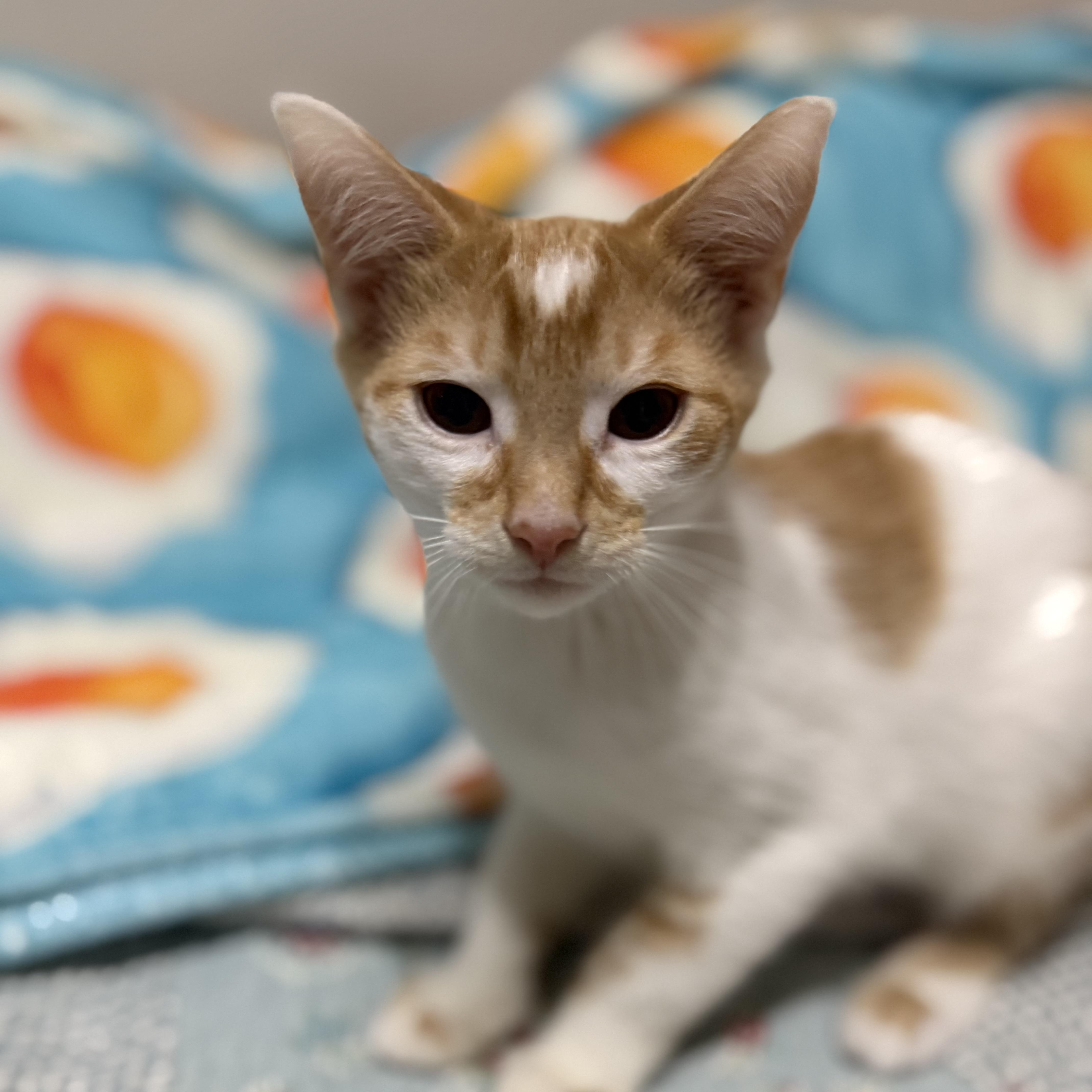 Enlarge Quiche, a Adoptable Domestic Short Hair in Lacona, NY image 2/3